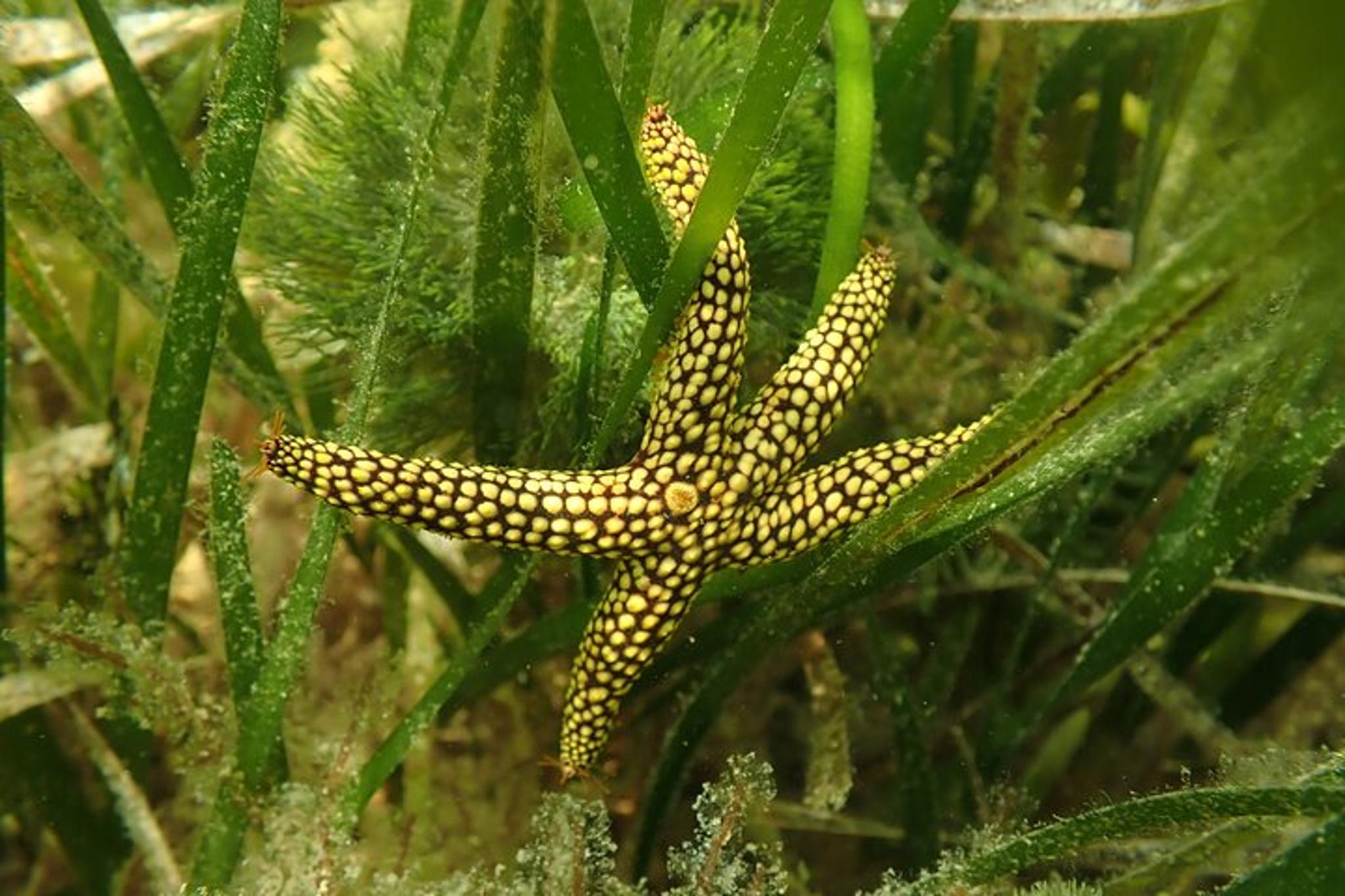 Mangrove Point Scalloping Tour 7 hr - Image 3