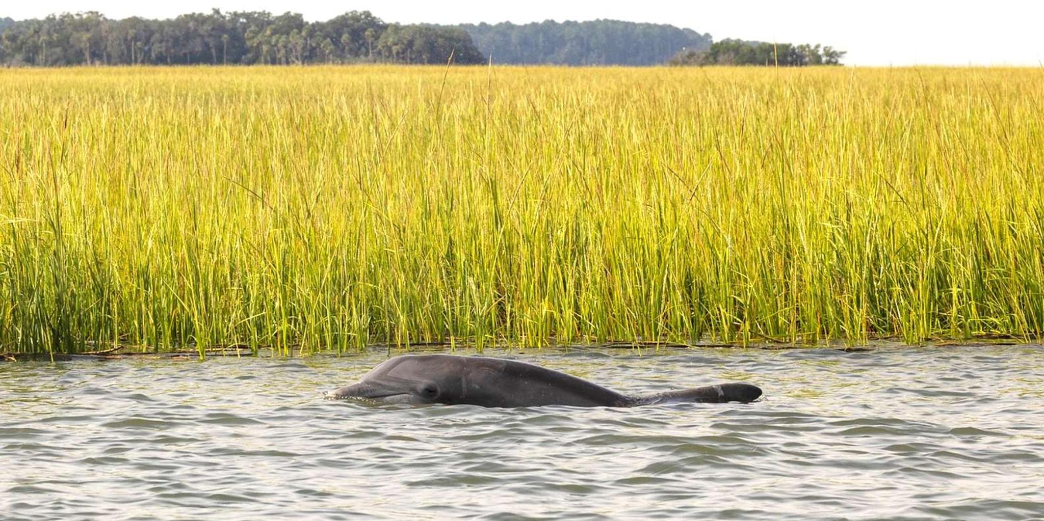 Hilton Head Dolphin Watching Cruise - Image 5