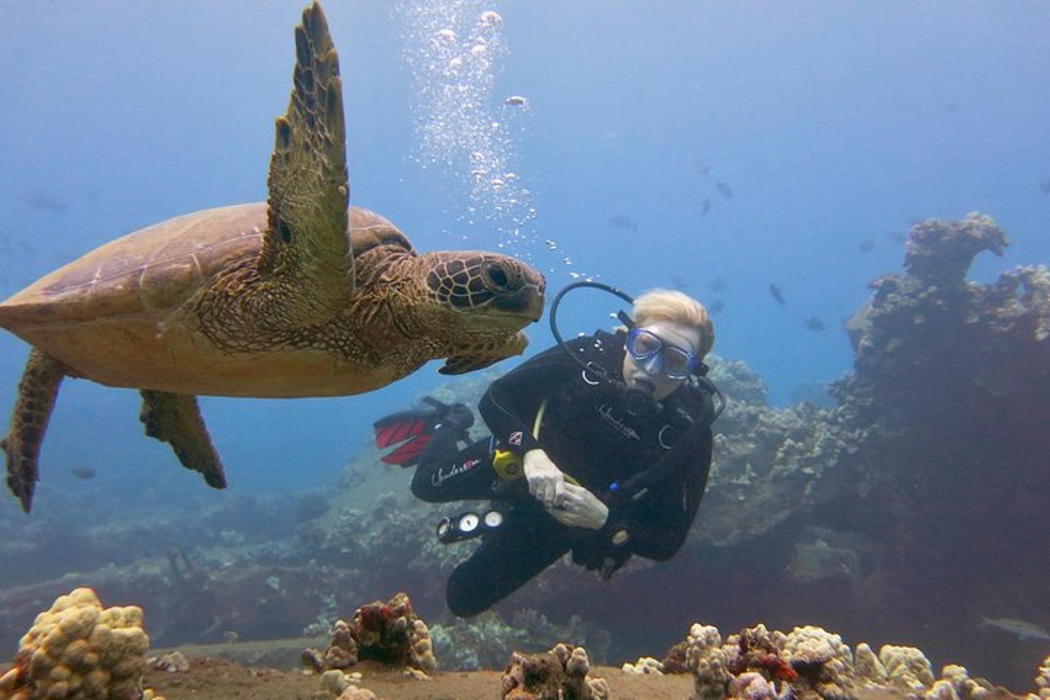 Lahaina Scuba Dive with Turtles and Sharks 2 hr - Image 6