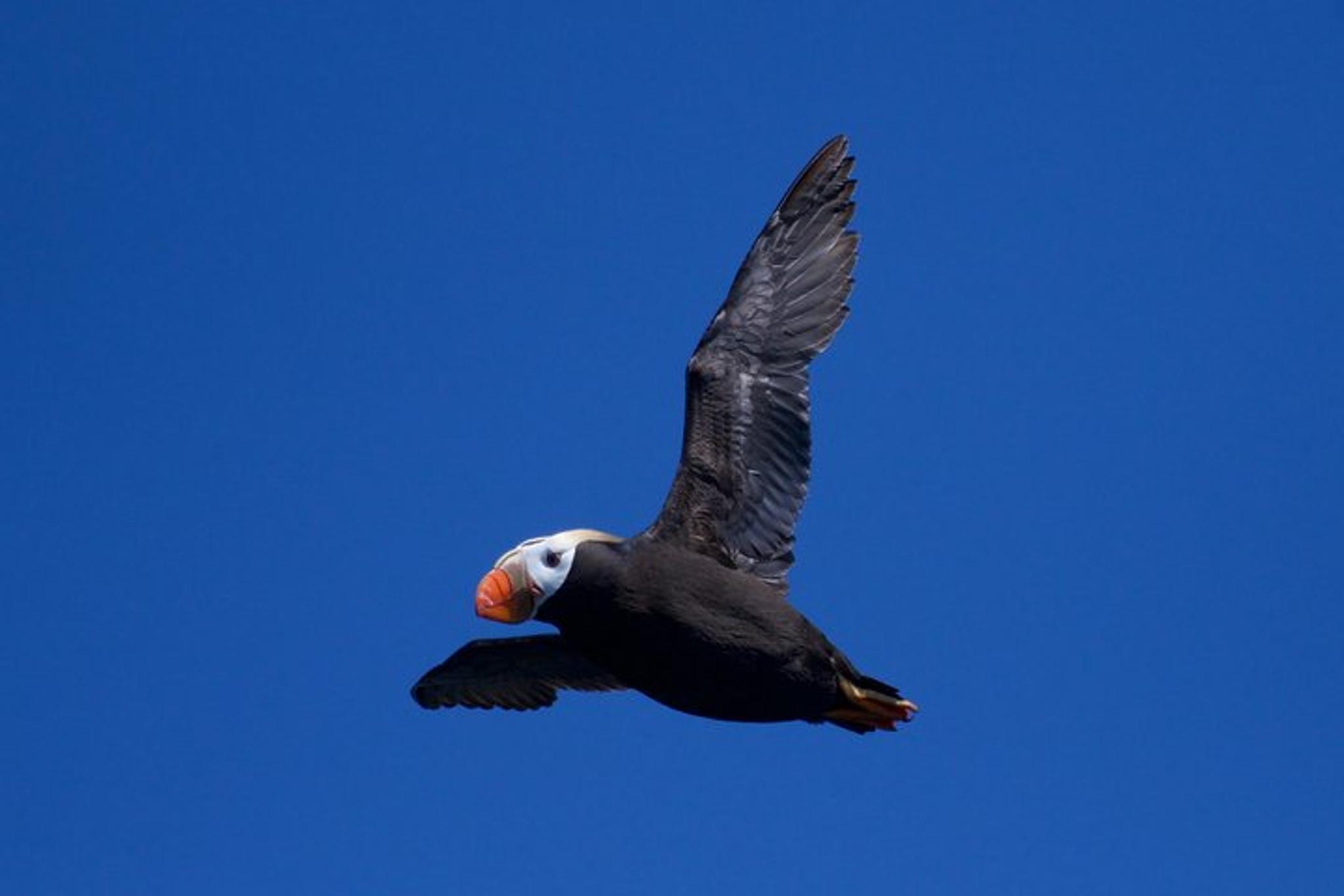 Seward Kenai Fjords National Park Cruise - Image 4