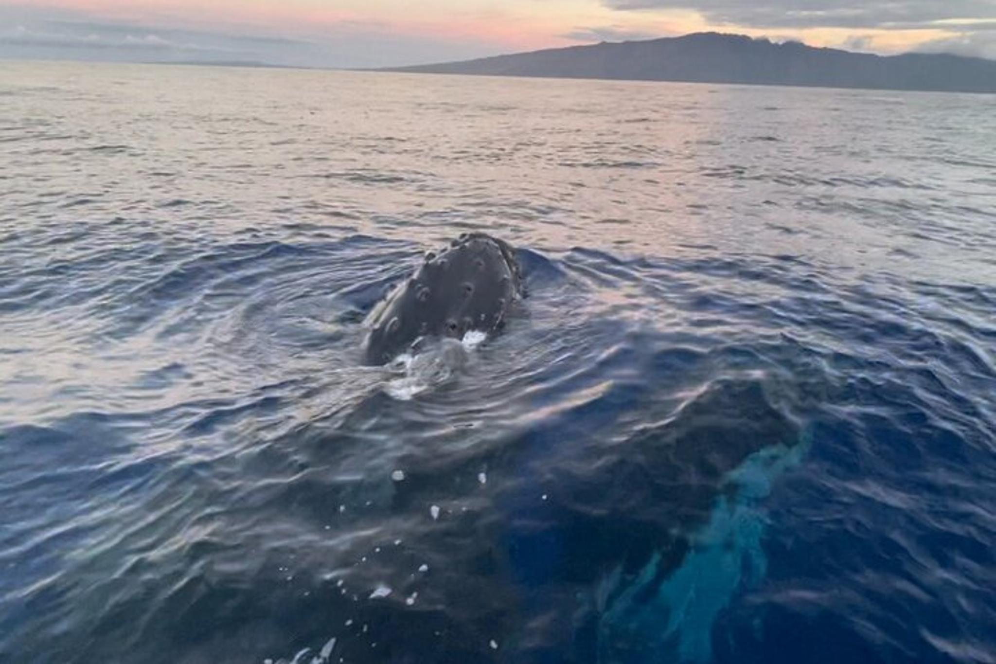 Maui Kayak Whale Watching Tour - Image 3