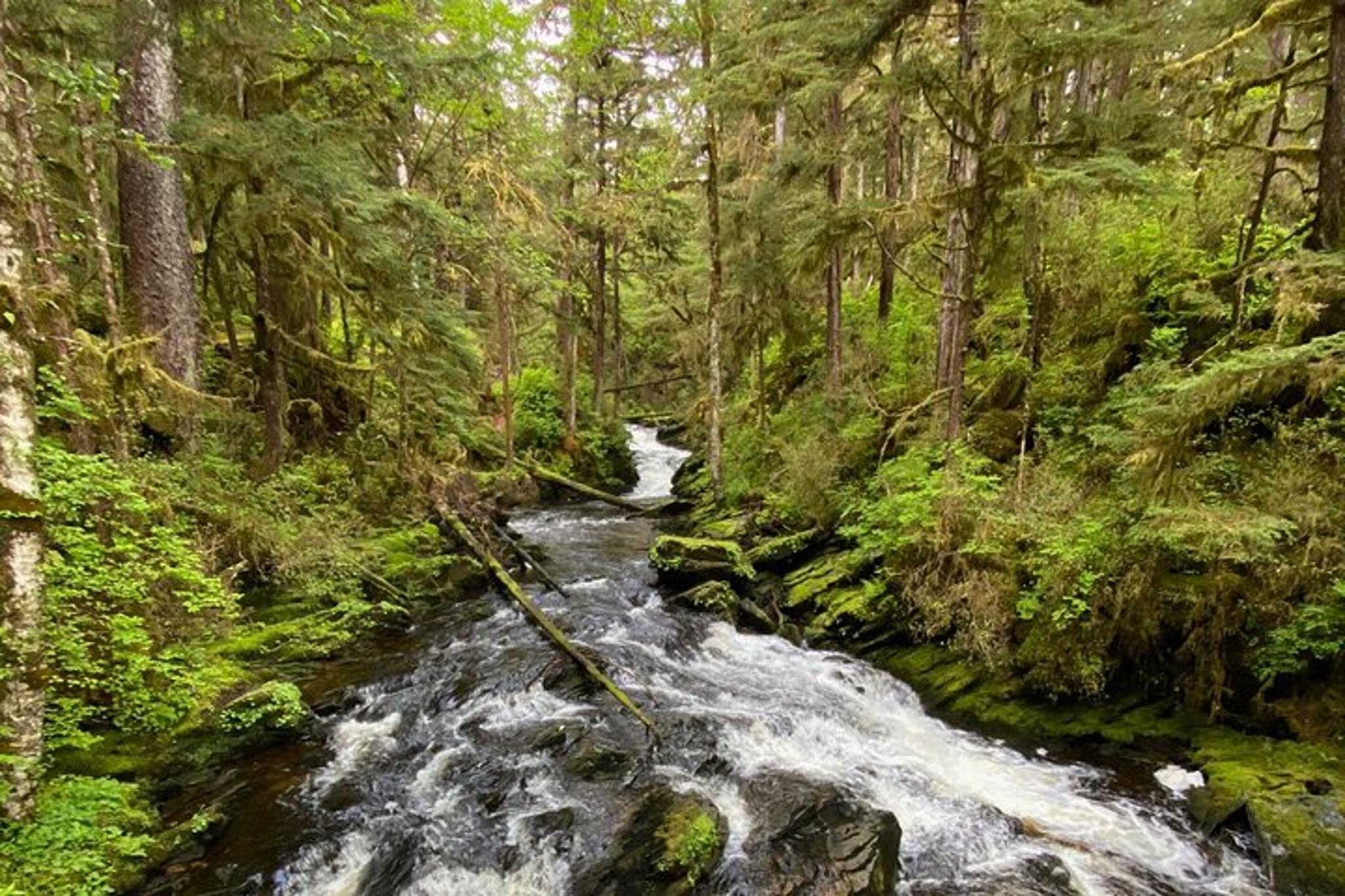 Ketchikan Rainforest, Beach & Wildlife Walk 3 hr - Image 4