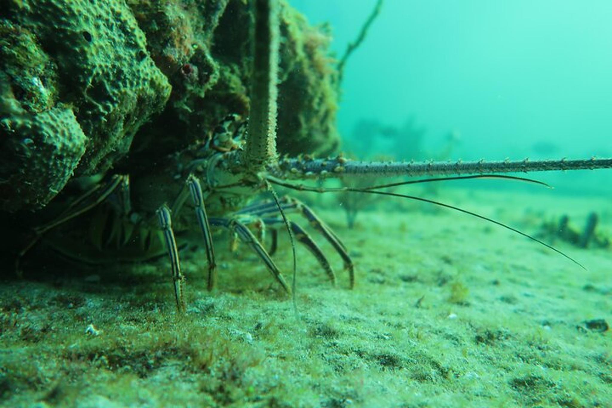 Phil Foster Park Scuba Diving Excursion - Image 3