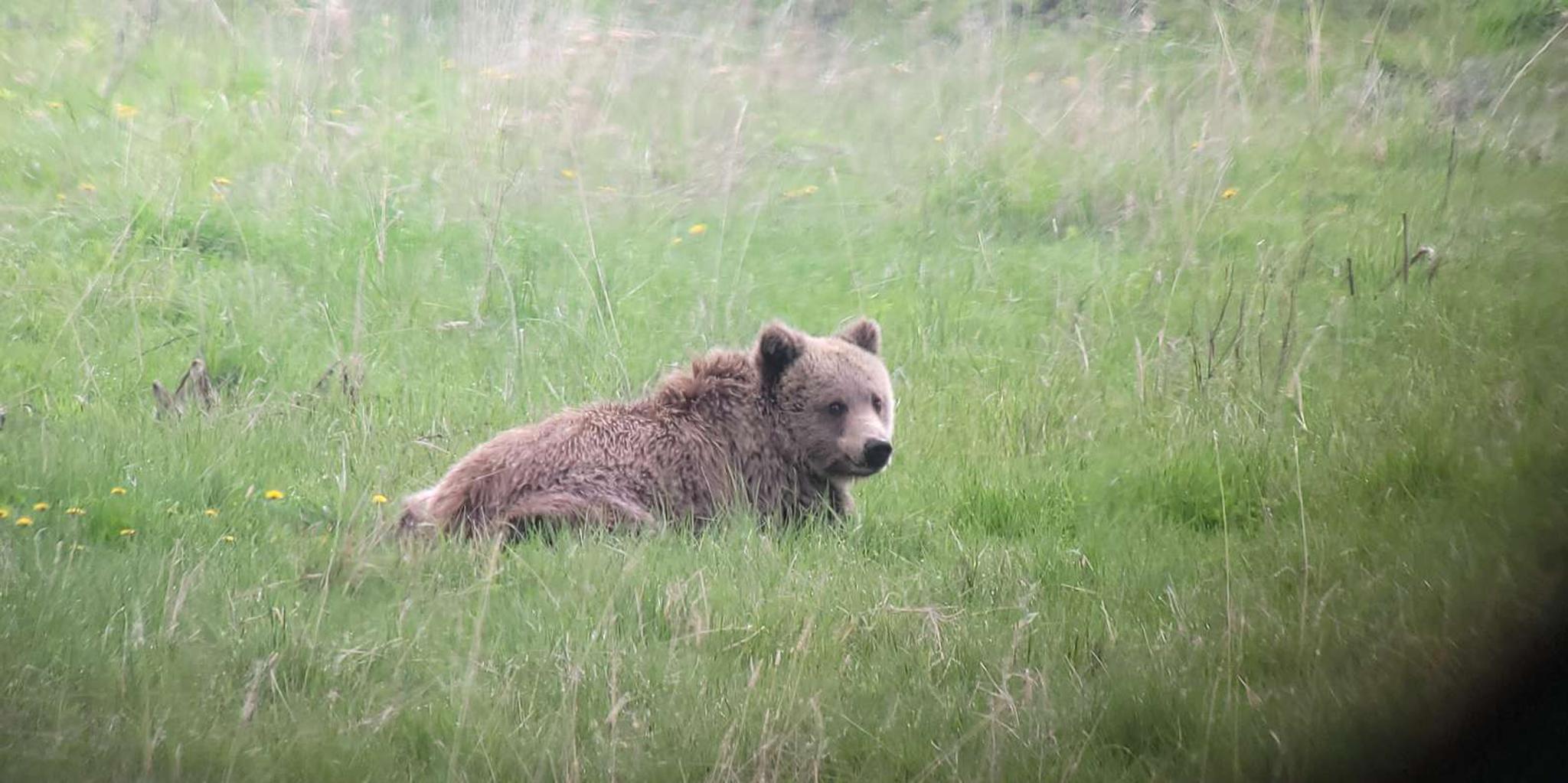 Yellowstone Wolf and Wildlife Watching Day Tour - Image 5