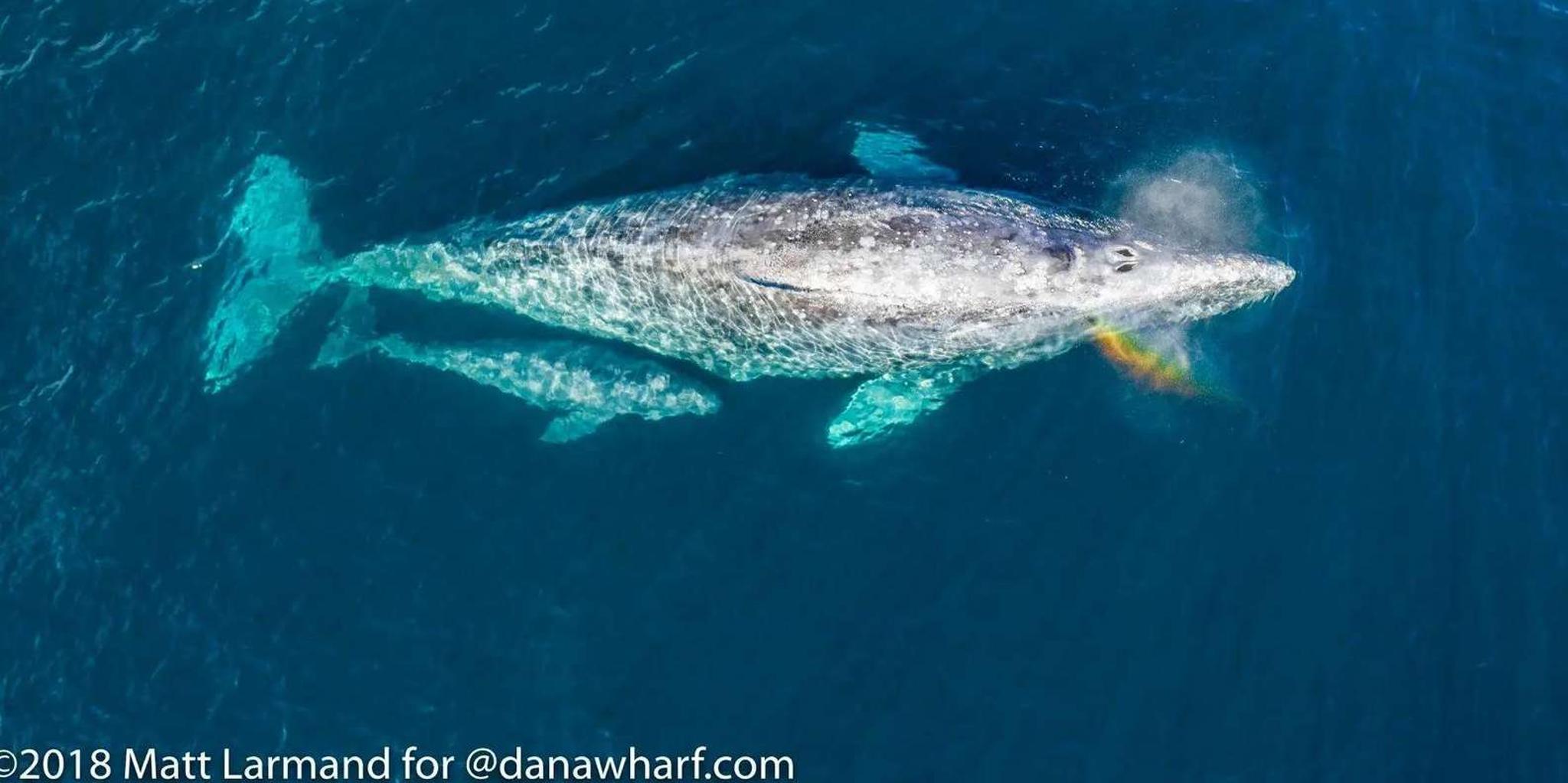 Dana Point Whale Watching Tour - Image 2