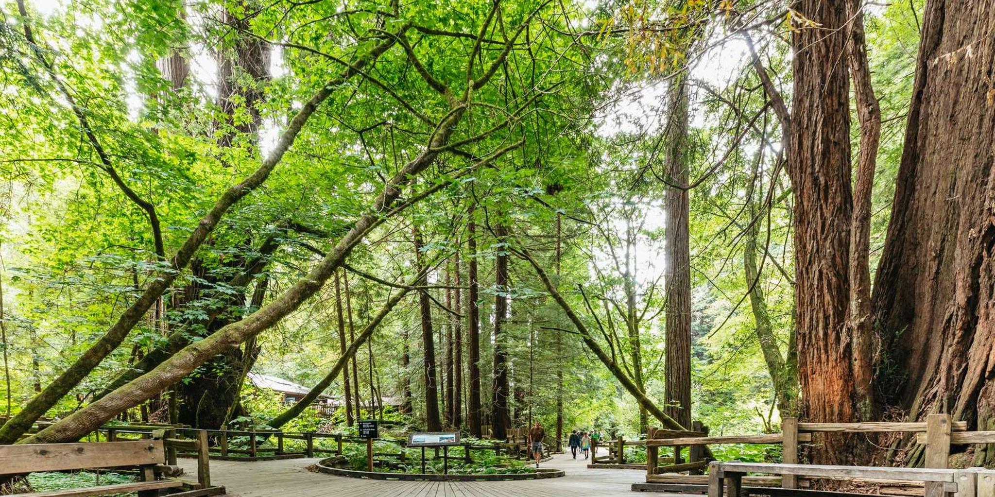 San Francisco Muir Woods and Sausalito Tour - Image 2