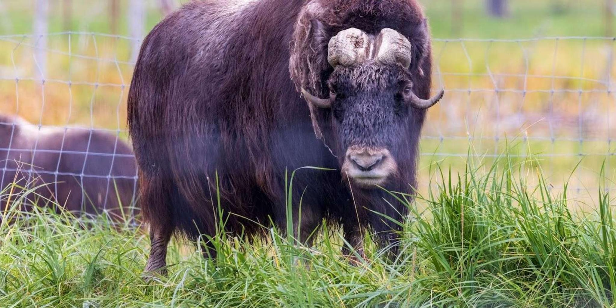 Anchorage Wildlife Center Tour with Lunch & Beer Tasting - Image 3