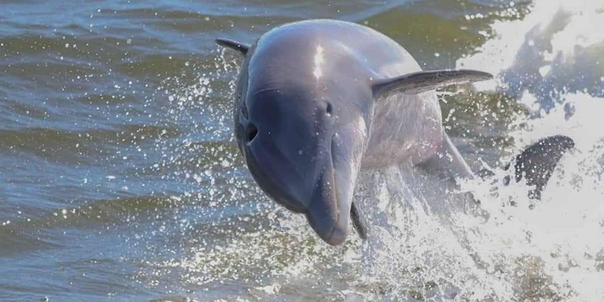 Orange Beach Dolphin Eco Cruise at Sunset - Image 2