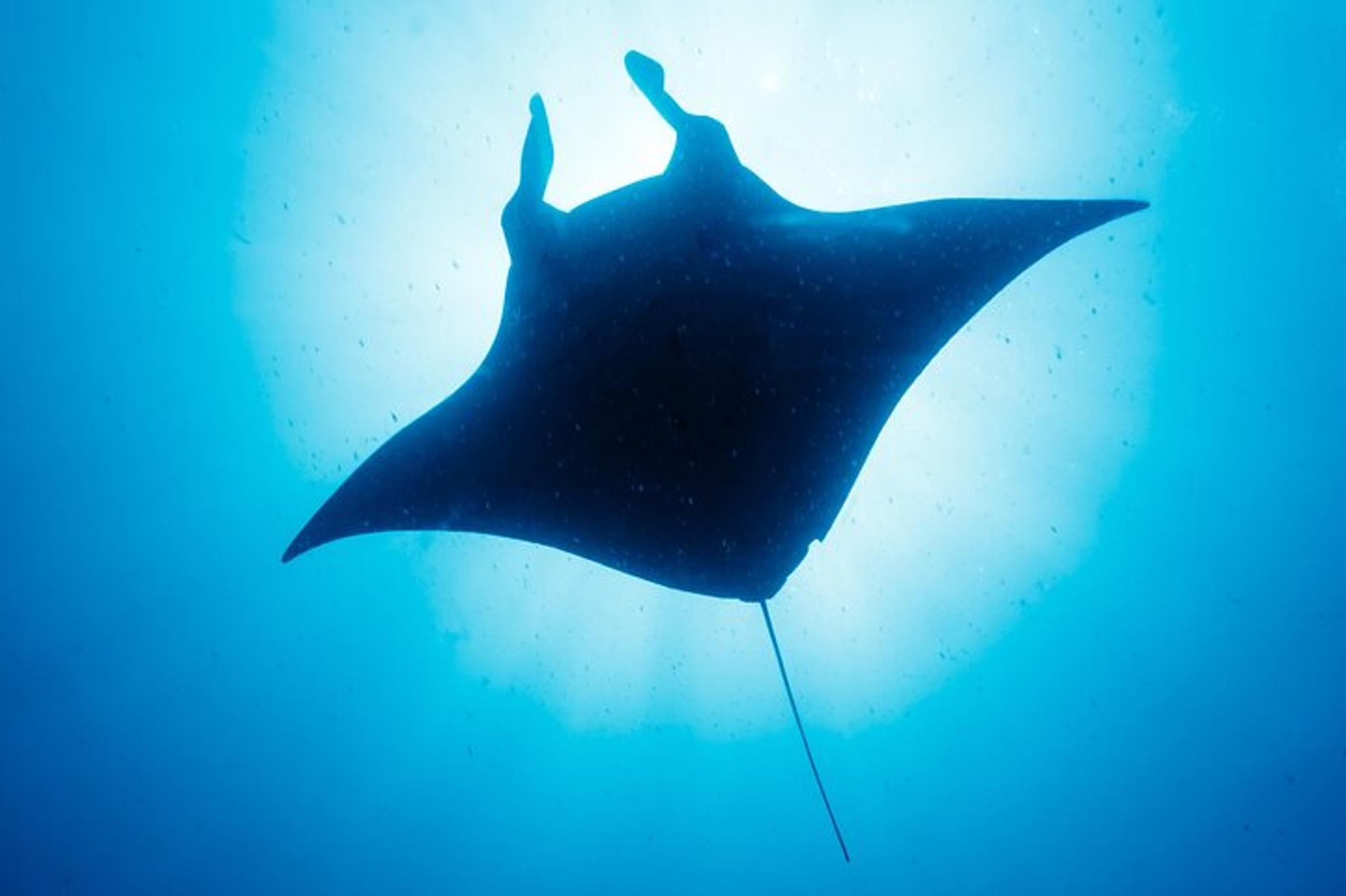Kailua-Kona Manta Ray Night Snorkel Small Group