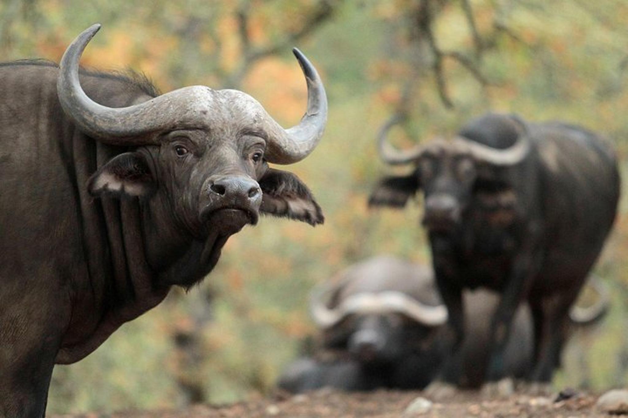 Sonoma Safari Adventure Tour - Image 6