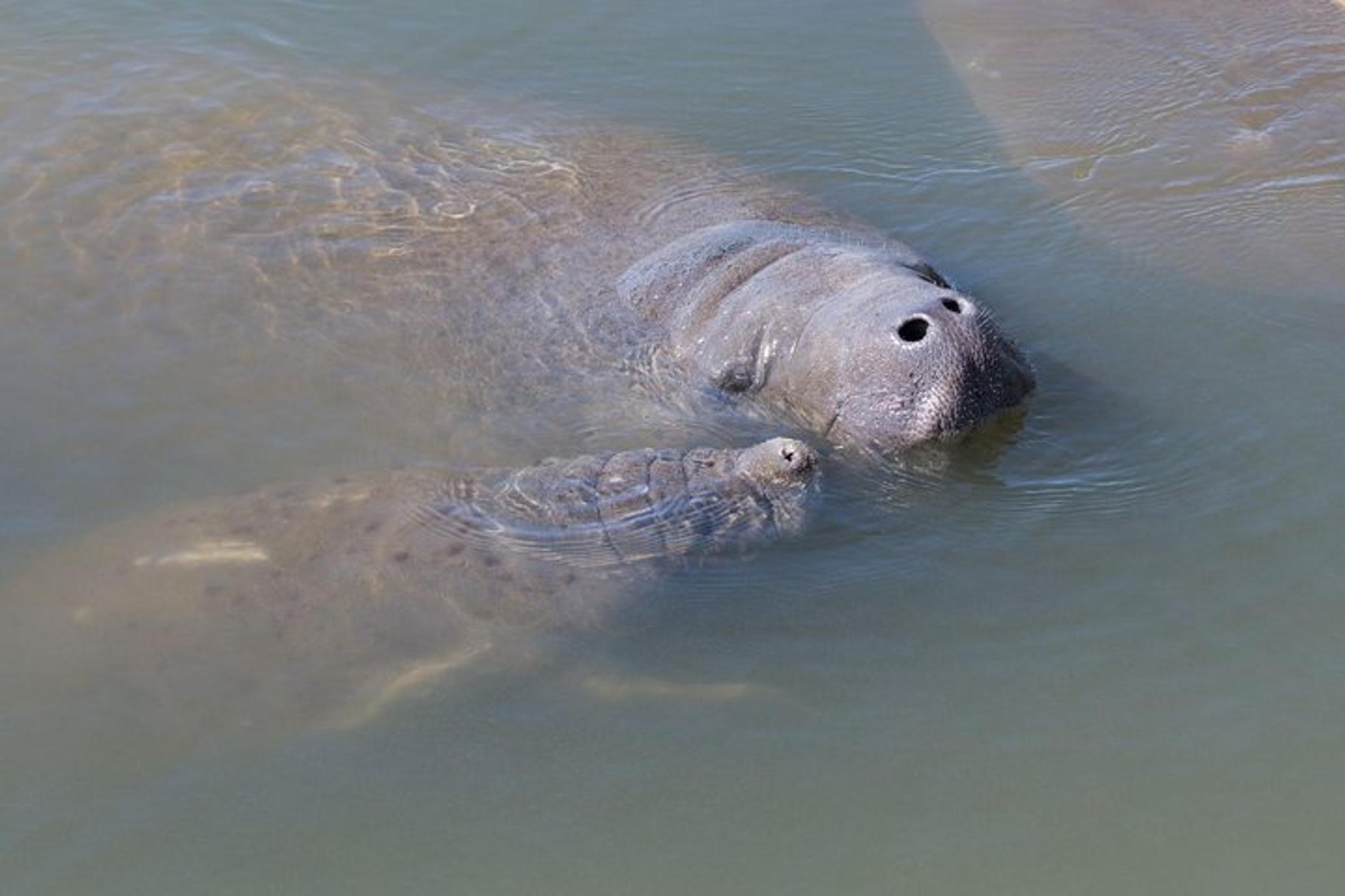 Orlando Dolphin & Manatee Kayaking Tour - Image 4