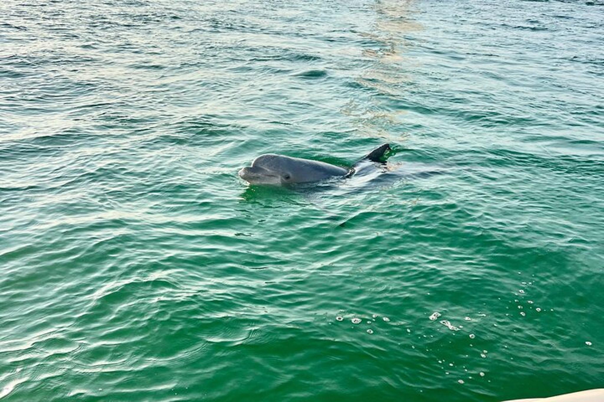 Destin Private Boat Tour with Snorkeling and Sunset - Image 3