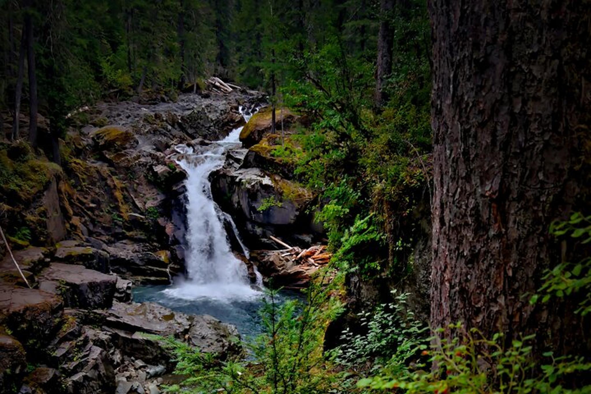 Seattle Mt. Rainier Private Tour - Image 3