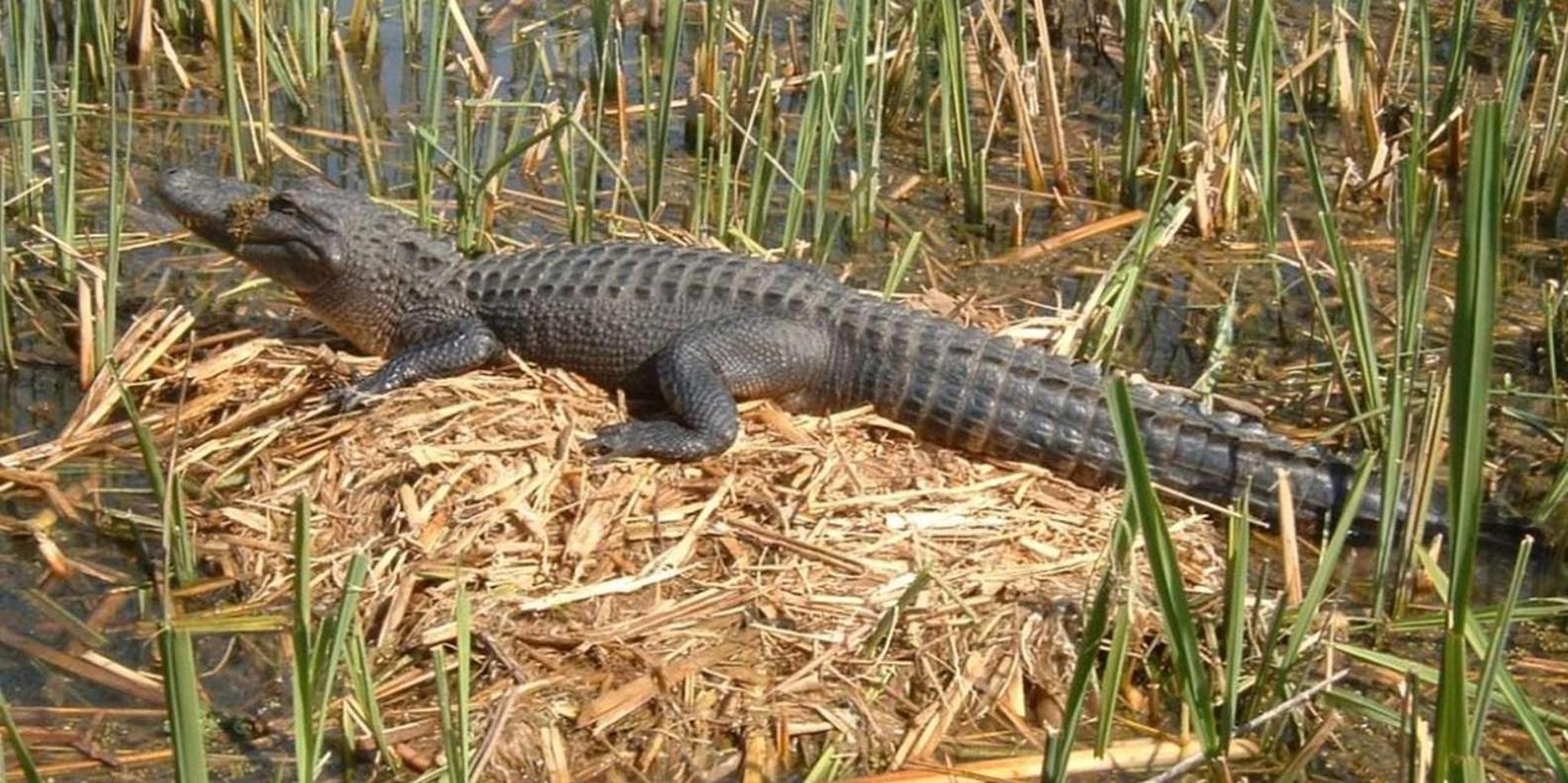 New Orleans Honey Island Swamp Tour - Image 6