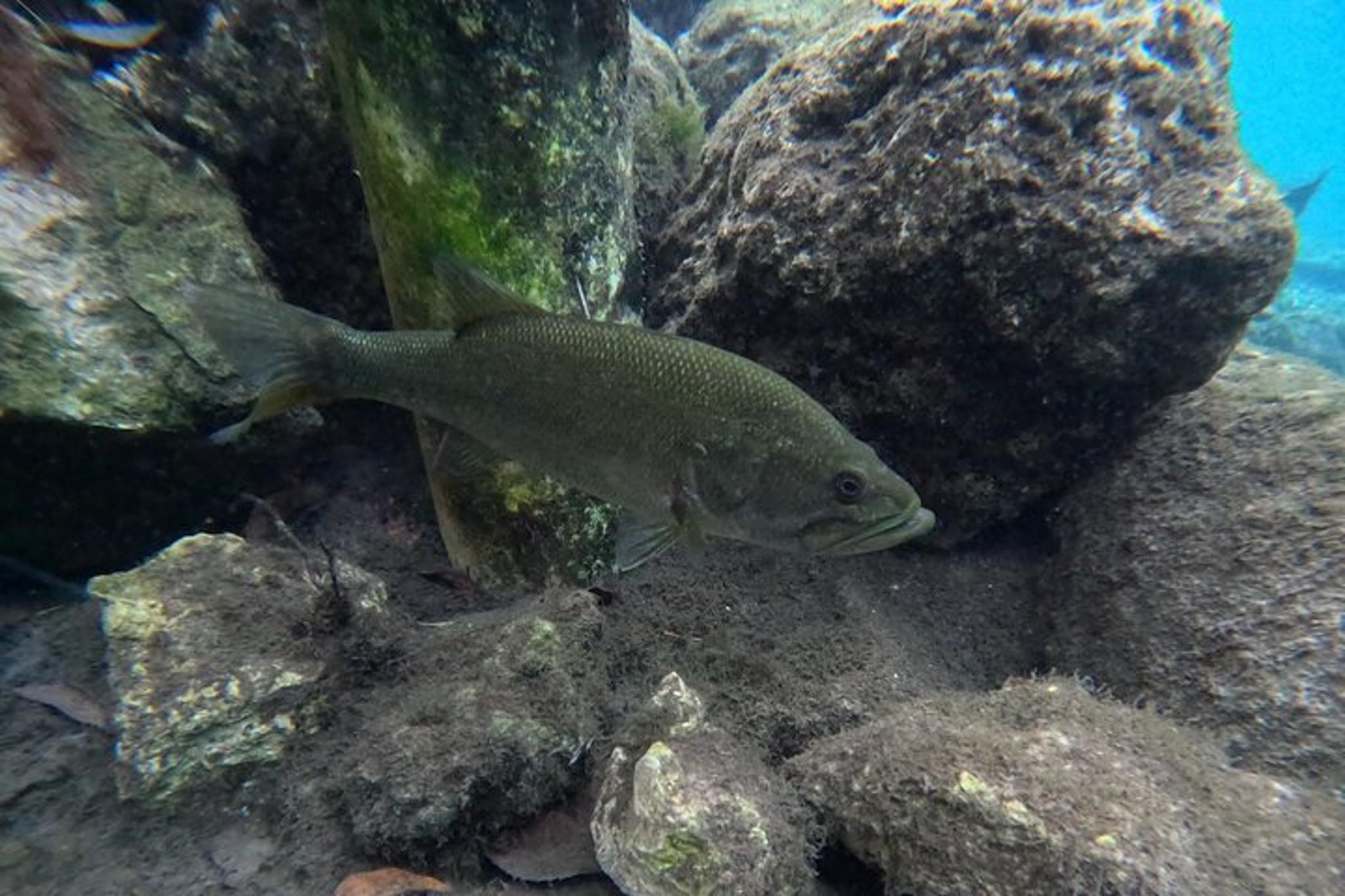 Crystal River Manatee Swim Tour - Image 6