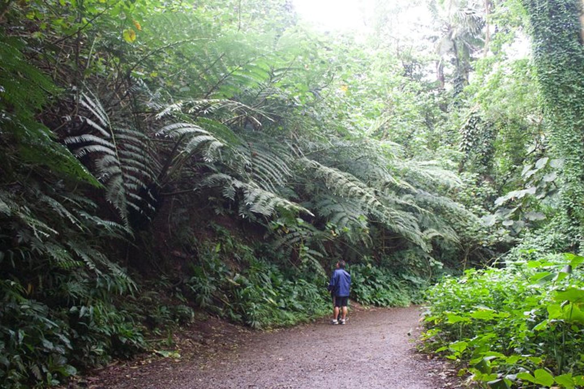 Honolulu Manoa Falls Rainforest Hike - Image 6