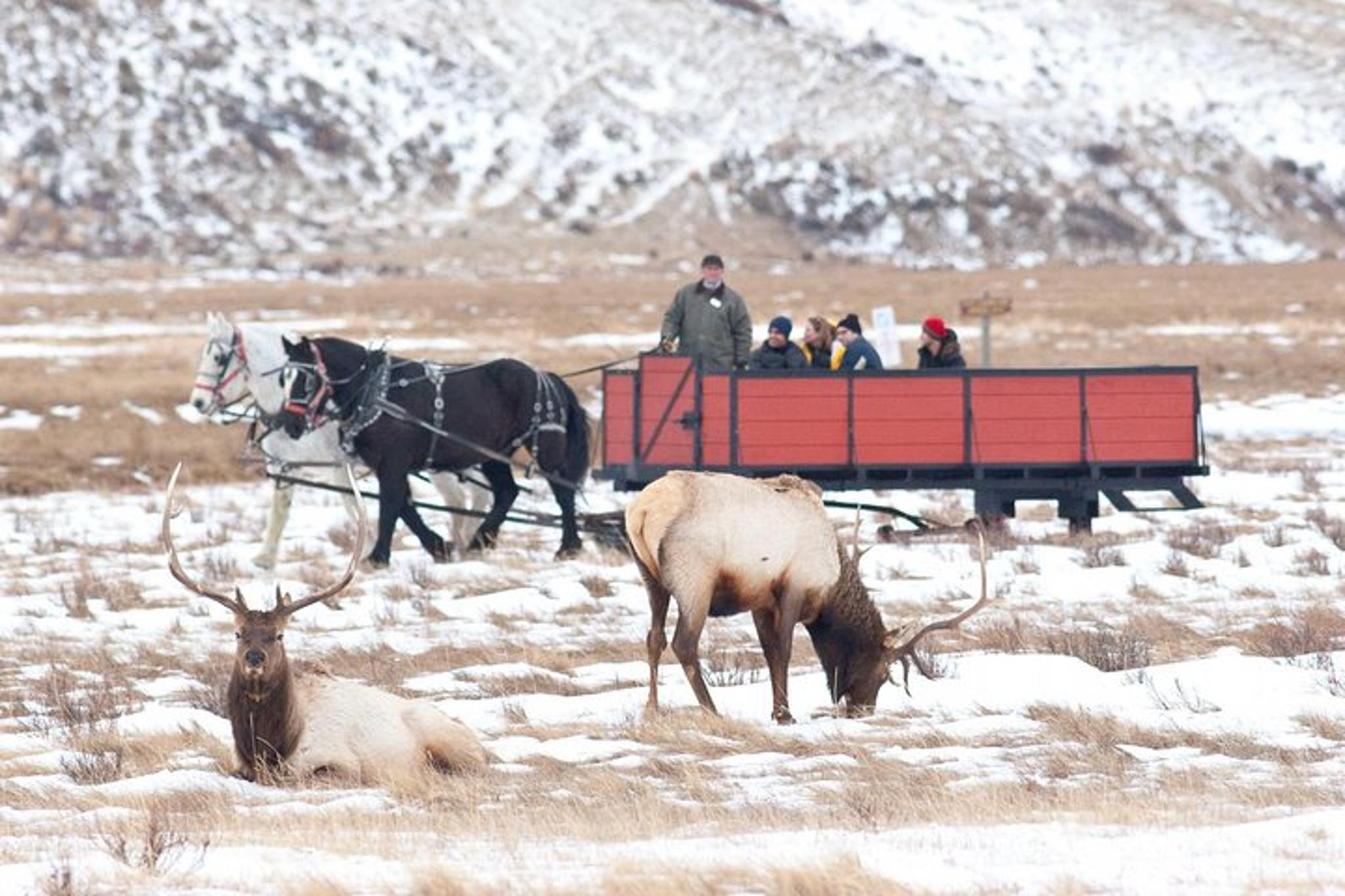 Jackson Hole Wildlife Safari Tour