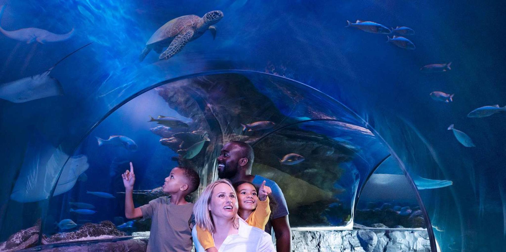 Charlotte SEA LIFE Aquarium Admission - Image 1