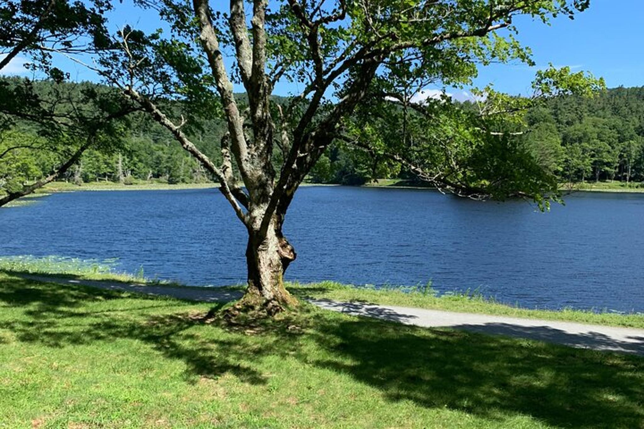 Blowing Rock Horse and Carriage Ride - Image 5