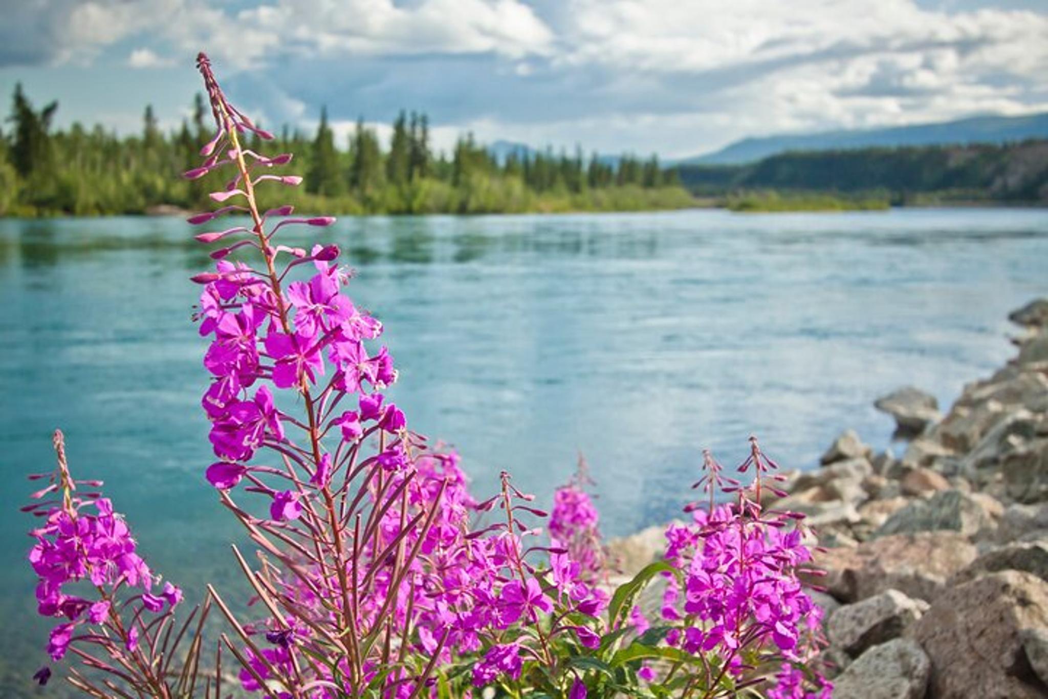 Chena Valley Off-Road Nature Tour - Image 2