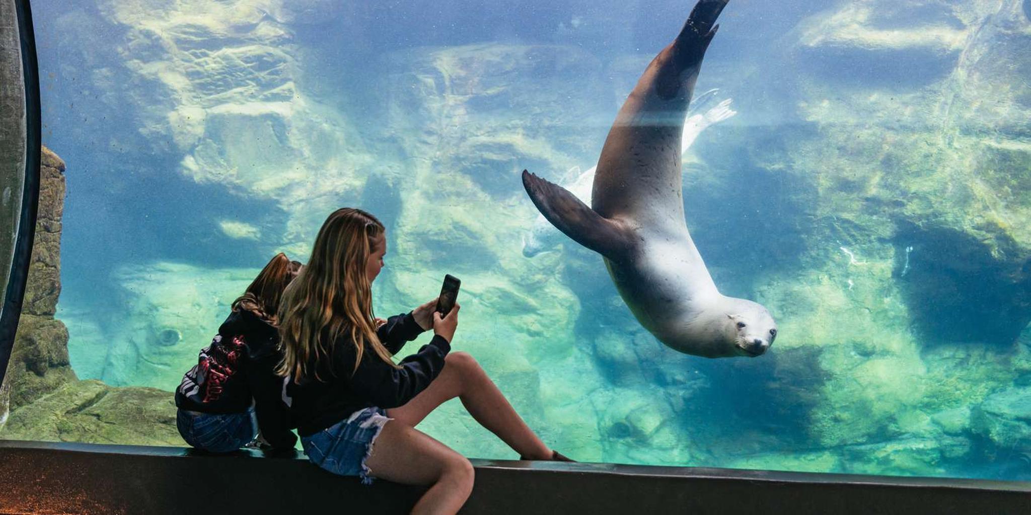 Long Beach Aquarium of the Pacific Entry - Image 4