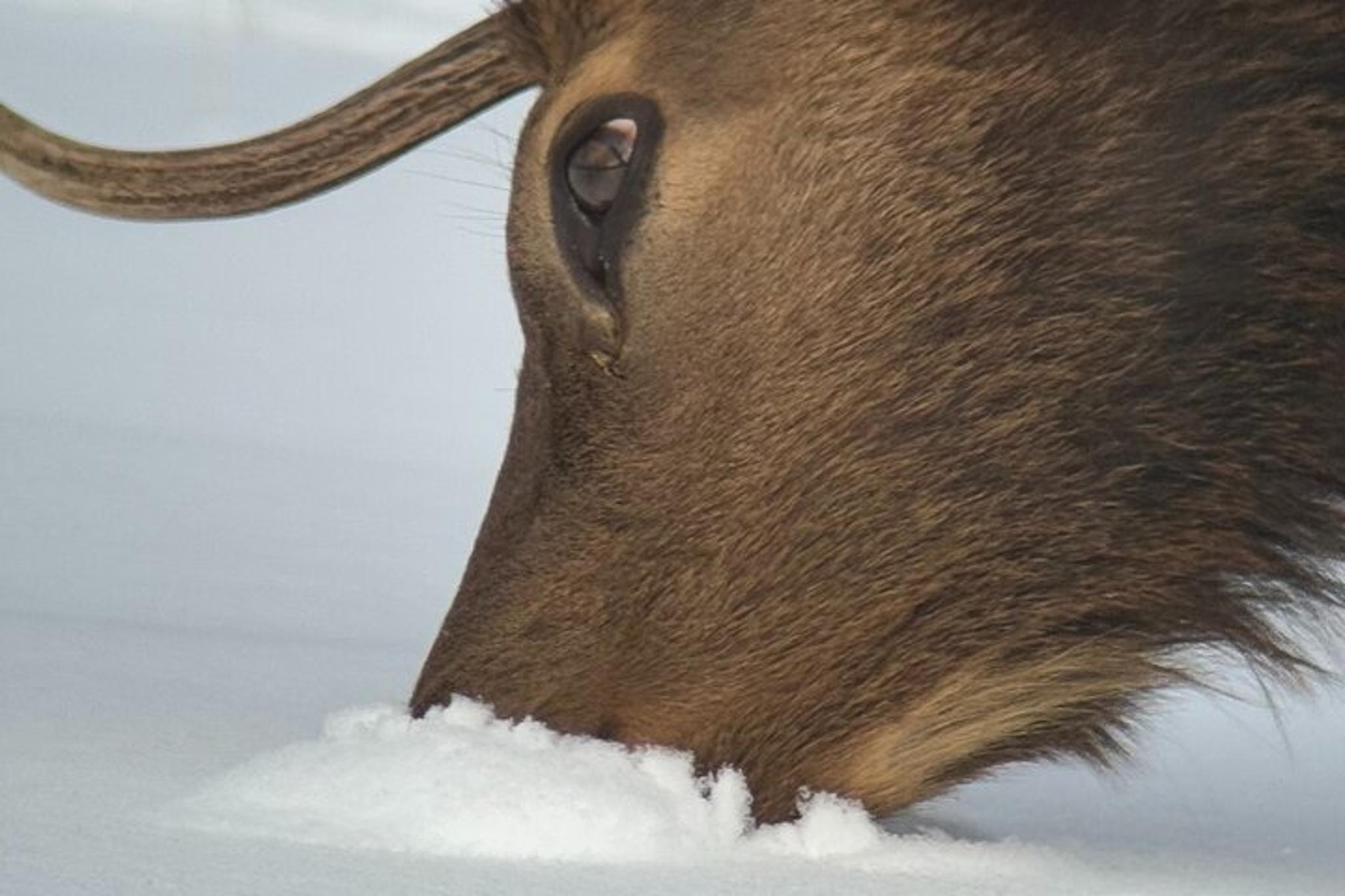 Jackson Wildlife Safari in Grand Teton National Park Full Day - Image 5