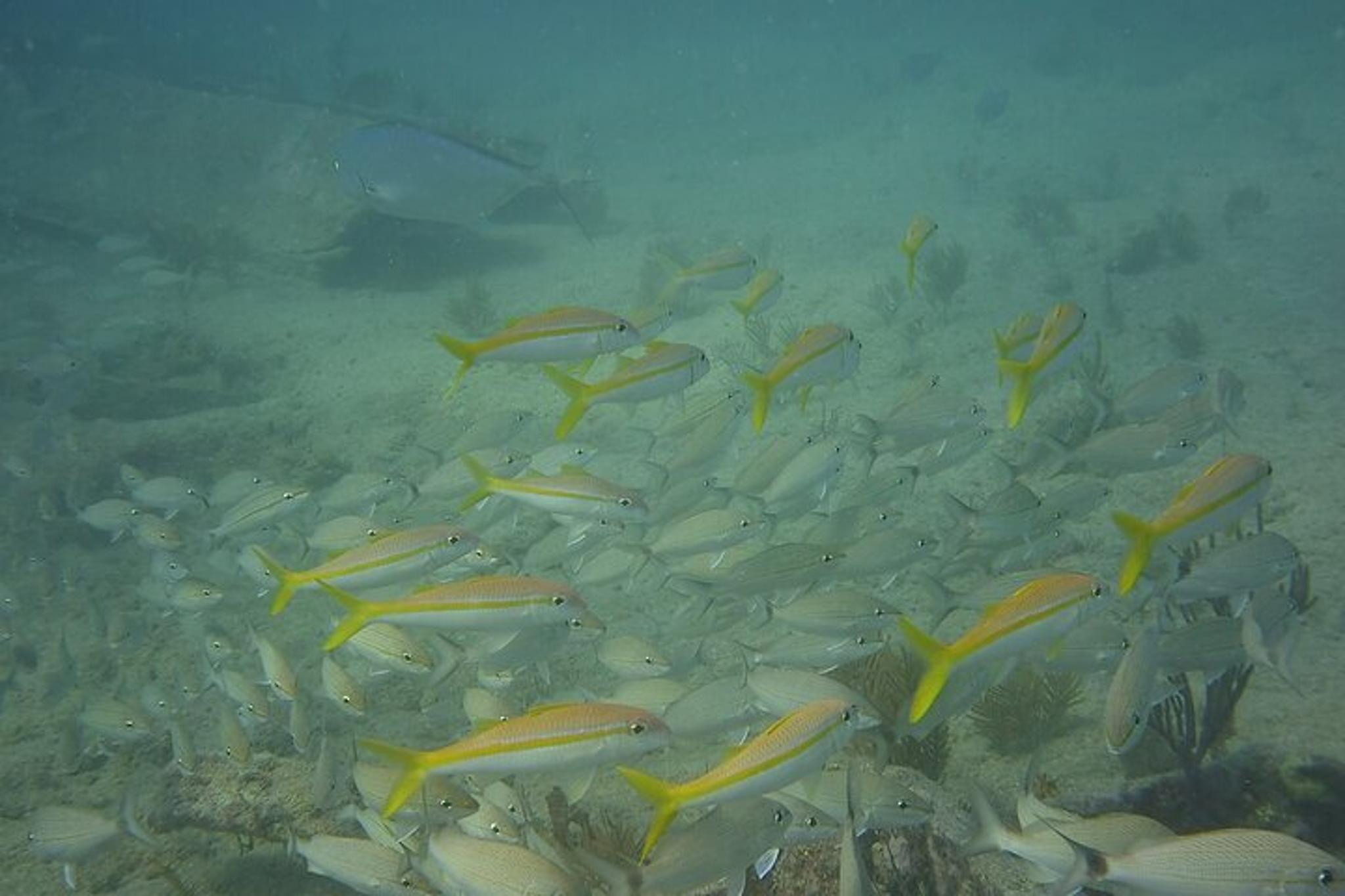 Panama City Snorkeling Tour - Image 6