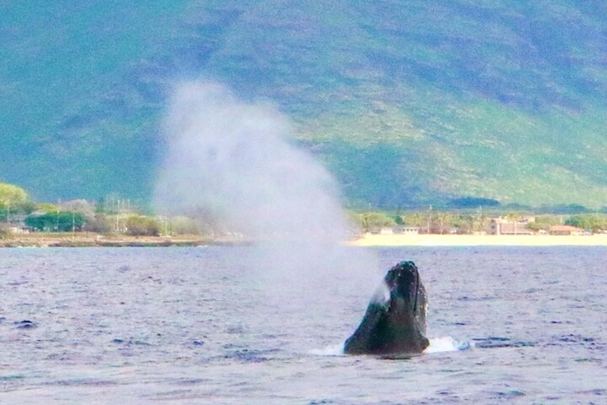Oahu Dolphin Swim Private Cruise - Image 4