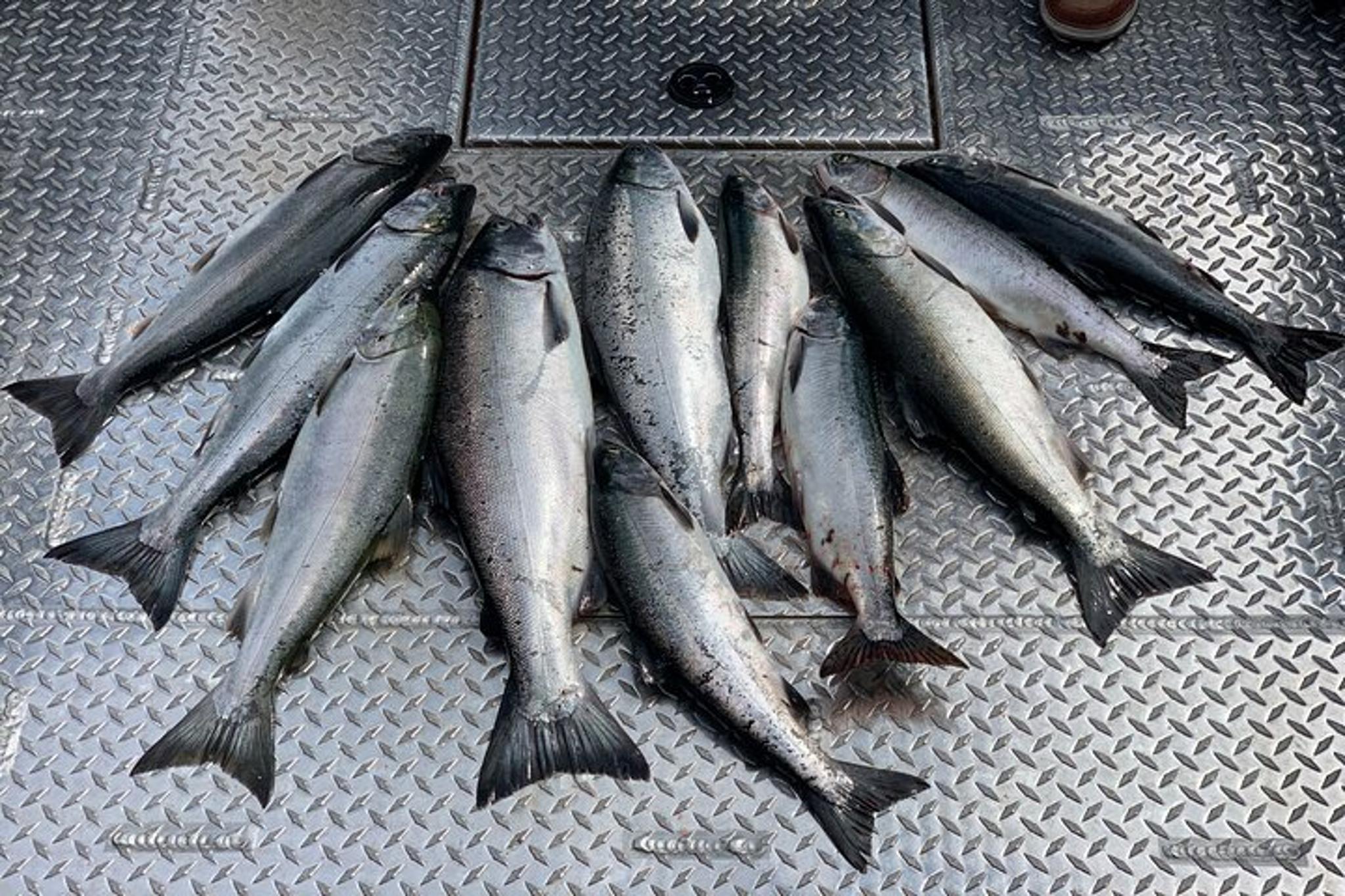 Ketchikan Wild Alaskan Salmon Fishing Trip - Image 2