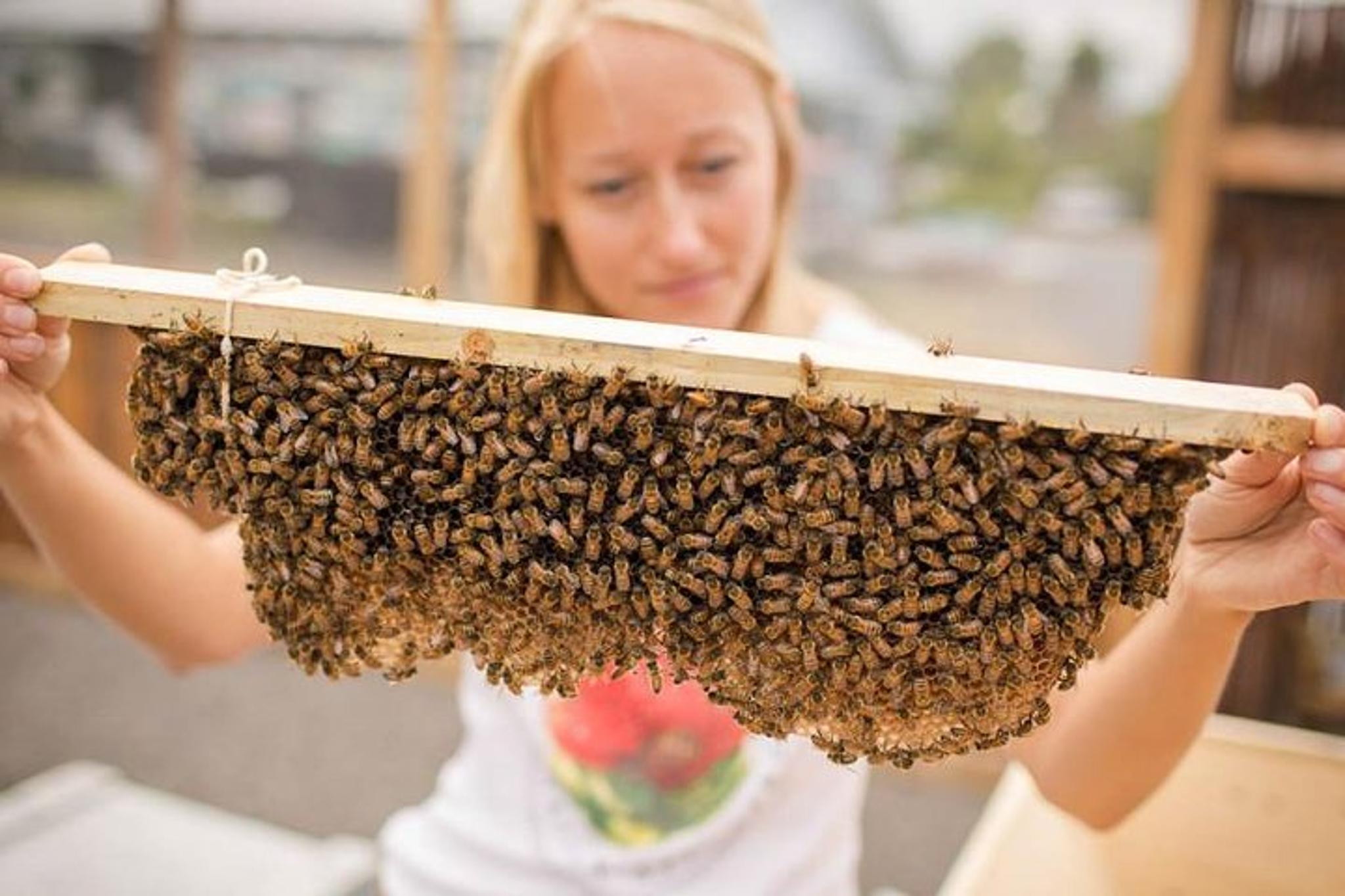 Kona Bee Farm and Coffee National Parks Tour - Image 2