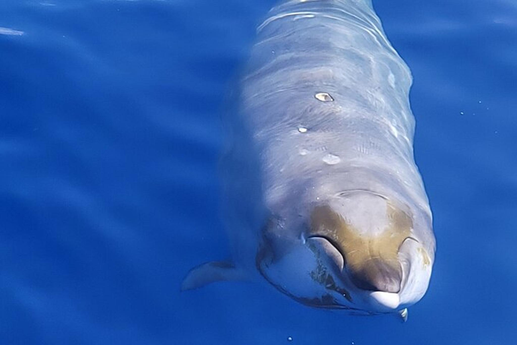 Kona Whale and Dolphin Watching Tour - Image 4
