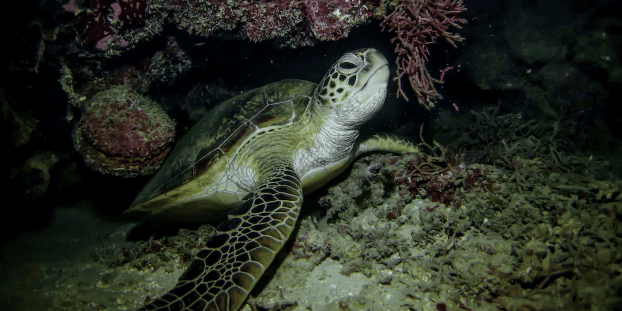 Maui Night Snorkel at Turtle Town - Image 4