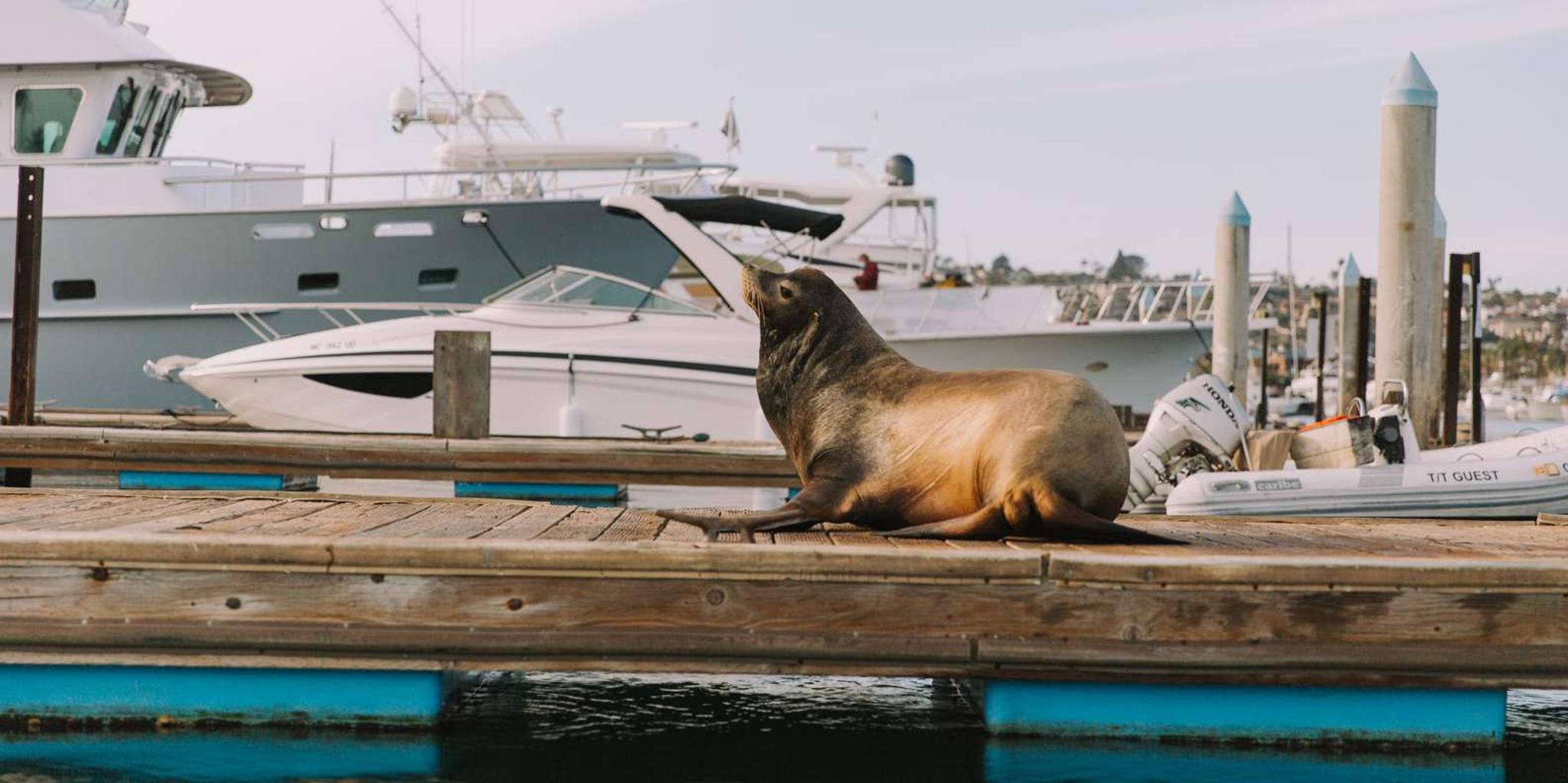 San Diego Bay Dog-Friendly Pedal Boat Rental - Image 5