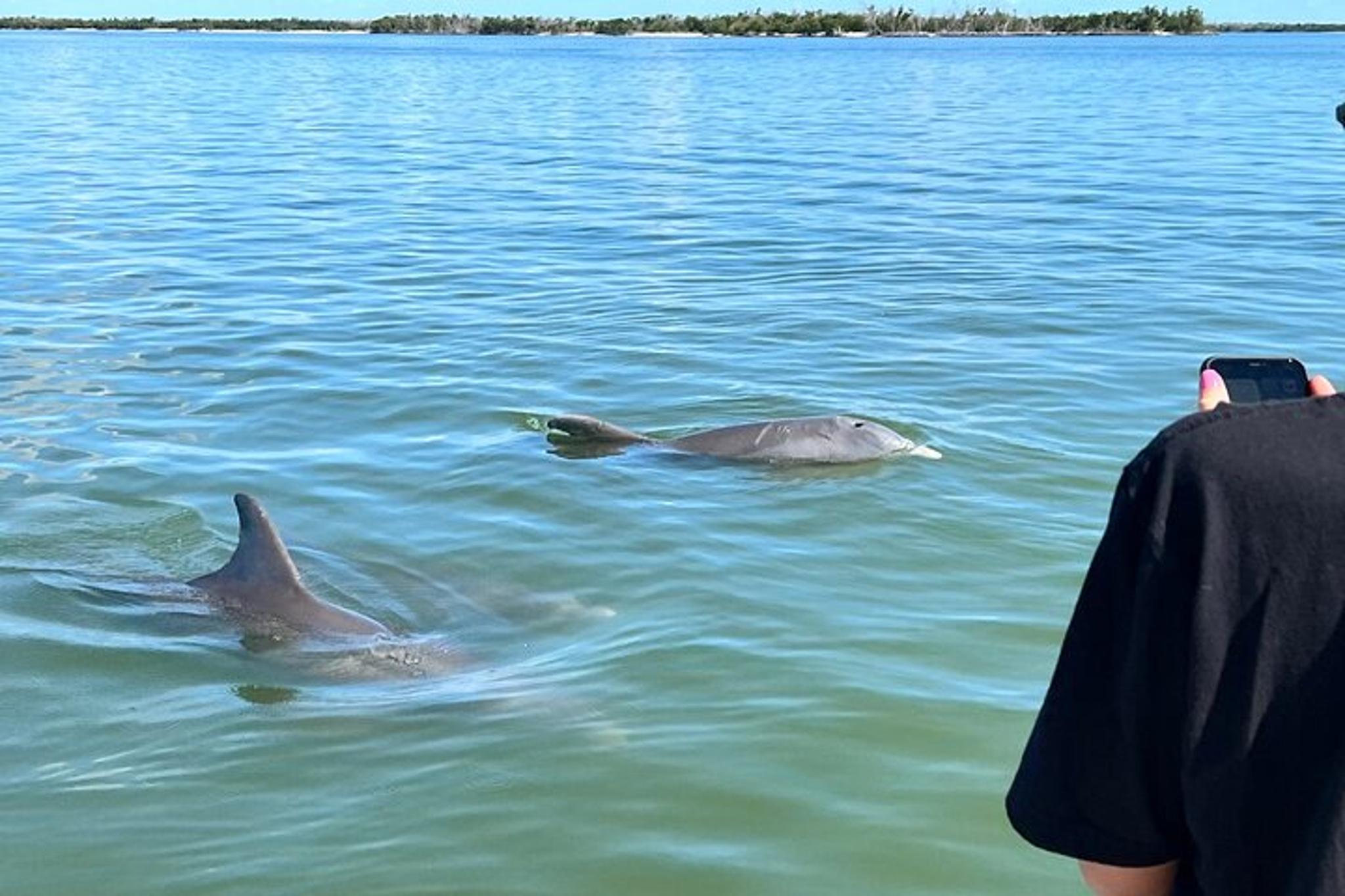 Marco Island Dolphin Tour - Image 6