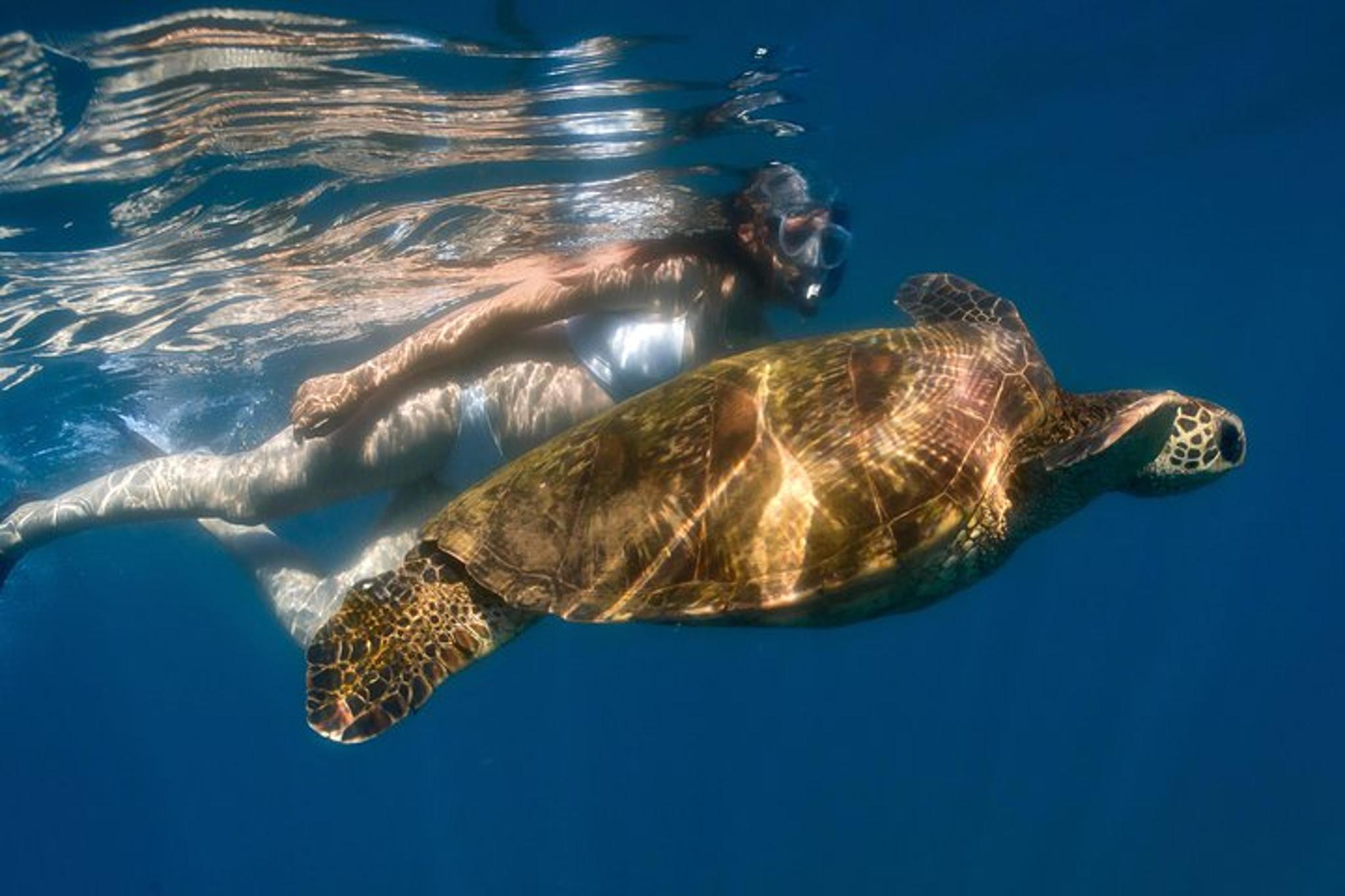 Maui Snorkeling Adventure to Molokini and Turtle Town - Image 6