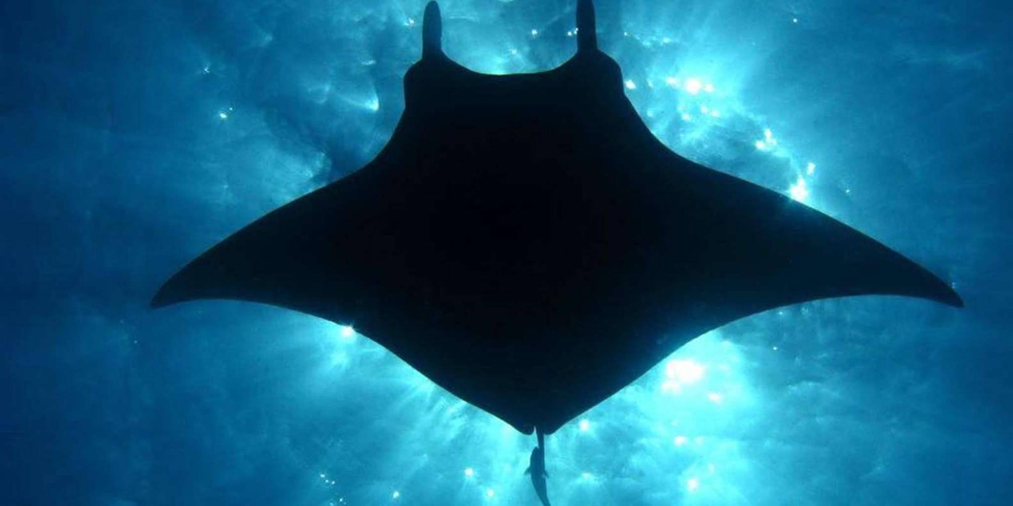 Kailua-Kona Manta Ray Night Snorkel Tour - Image 4