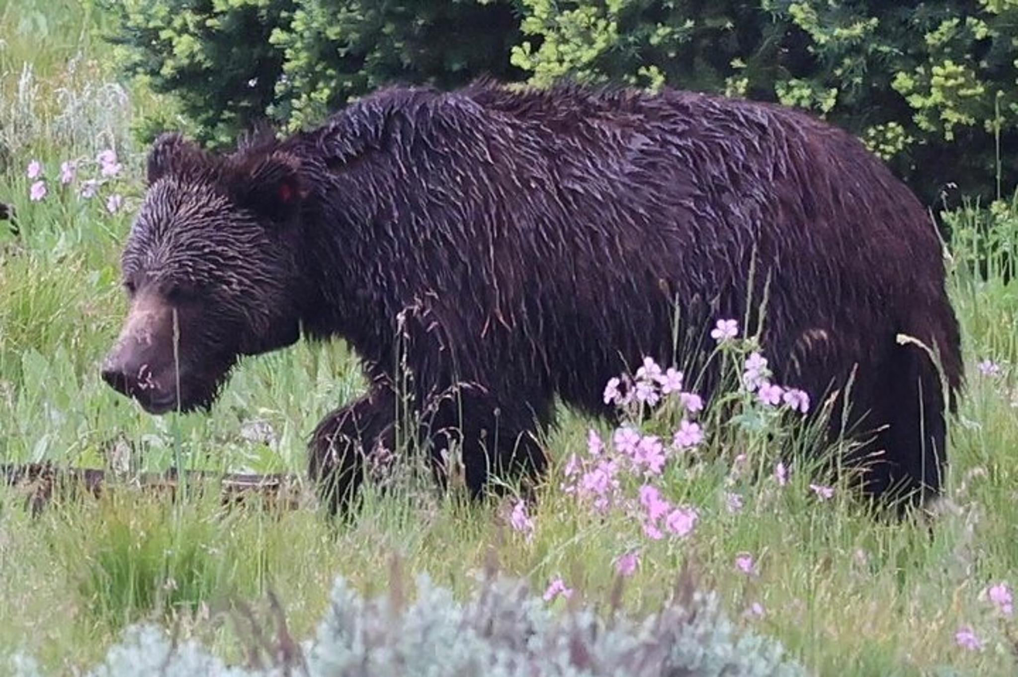 Yellowstone Full Day Tour - Image 5