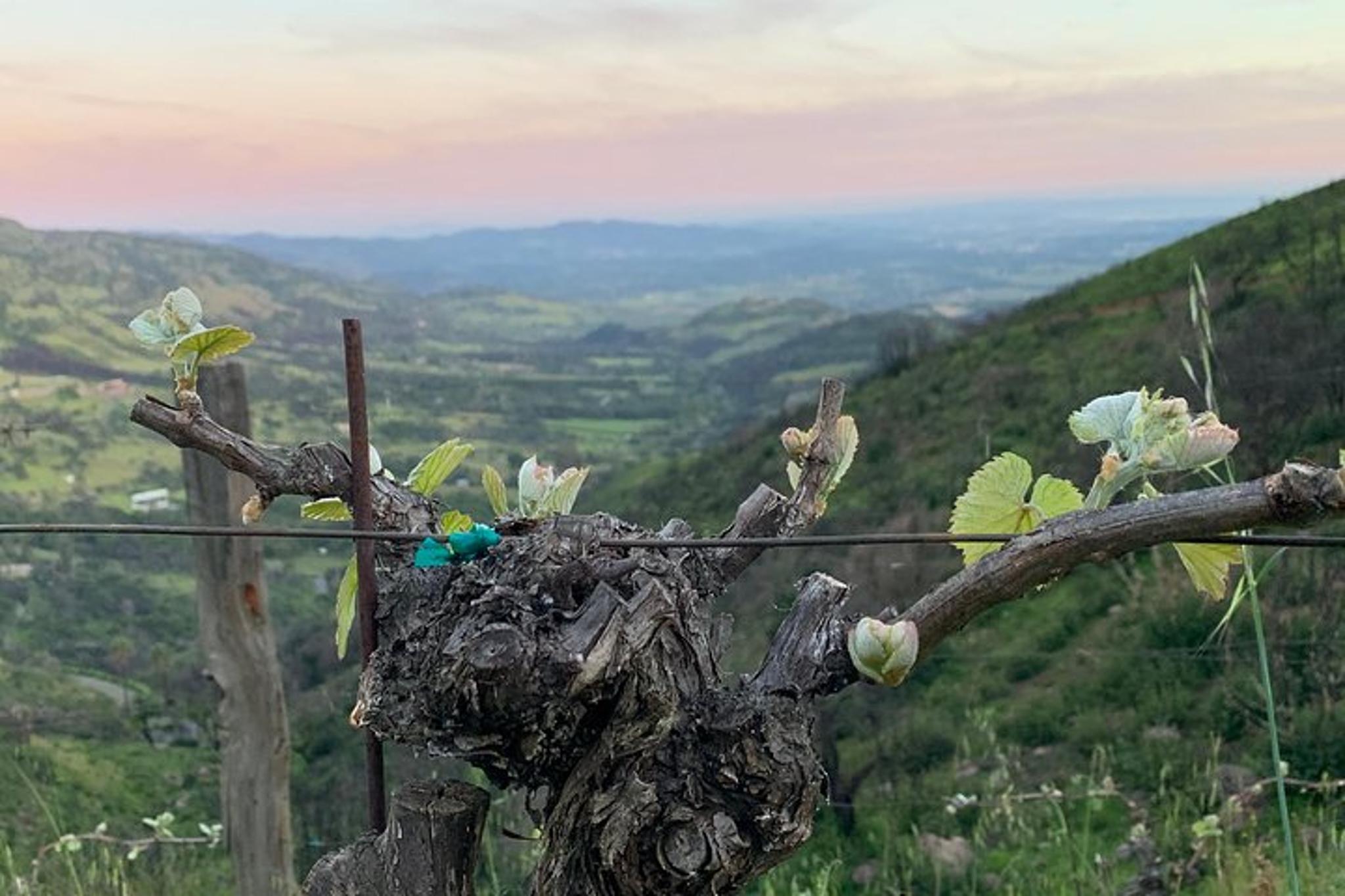 Napa Valley Wine Tour SUV Experience - Image 4