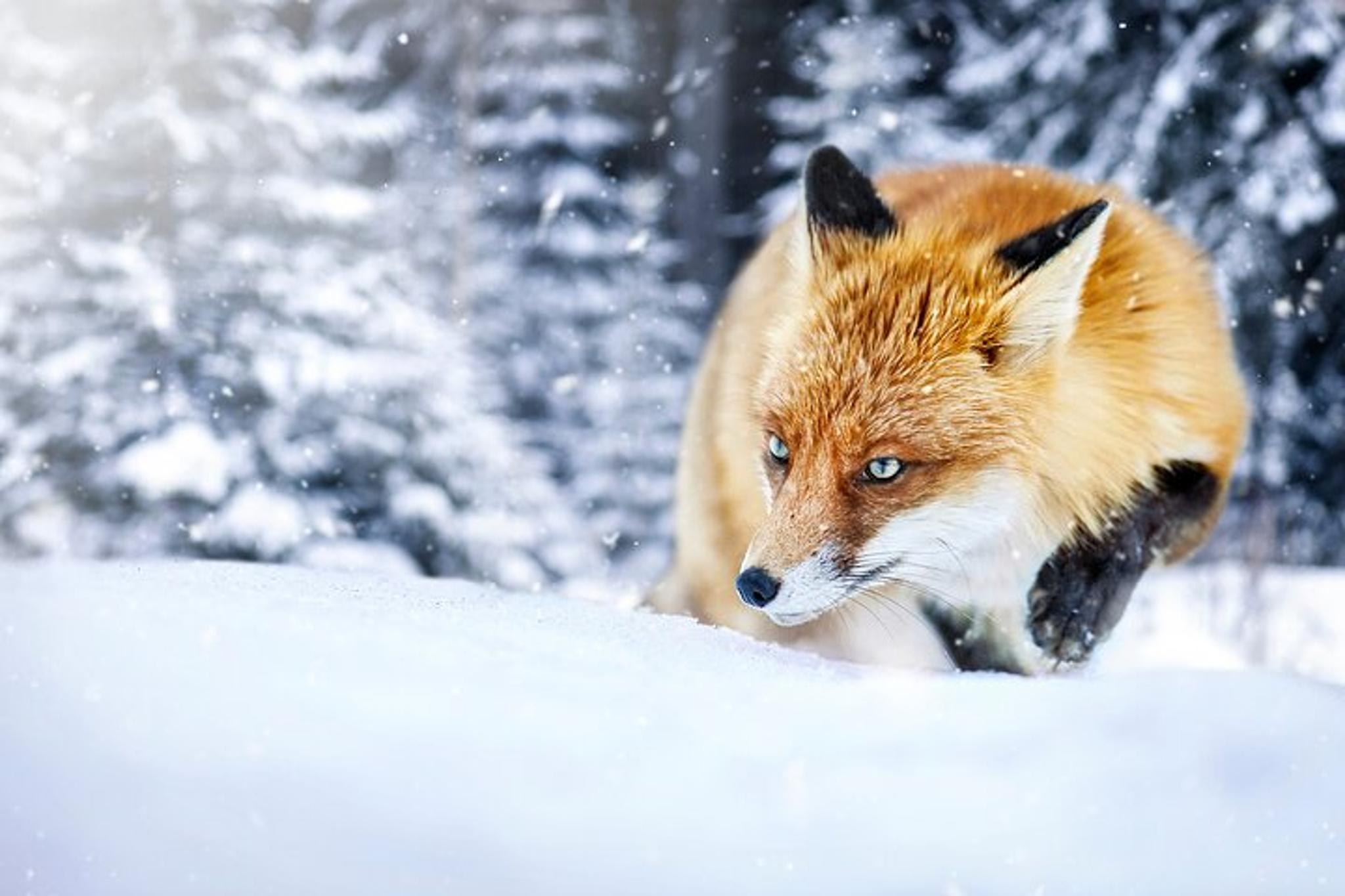 Jackson Hole Winter Wildlife Safari with Picnic Lunch - Image 6