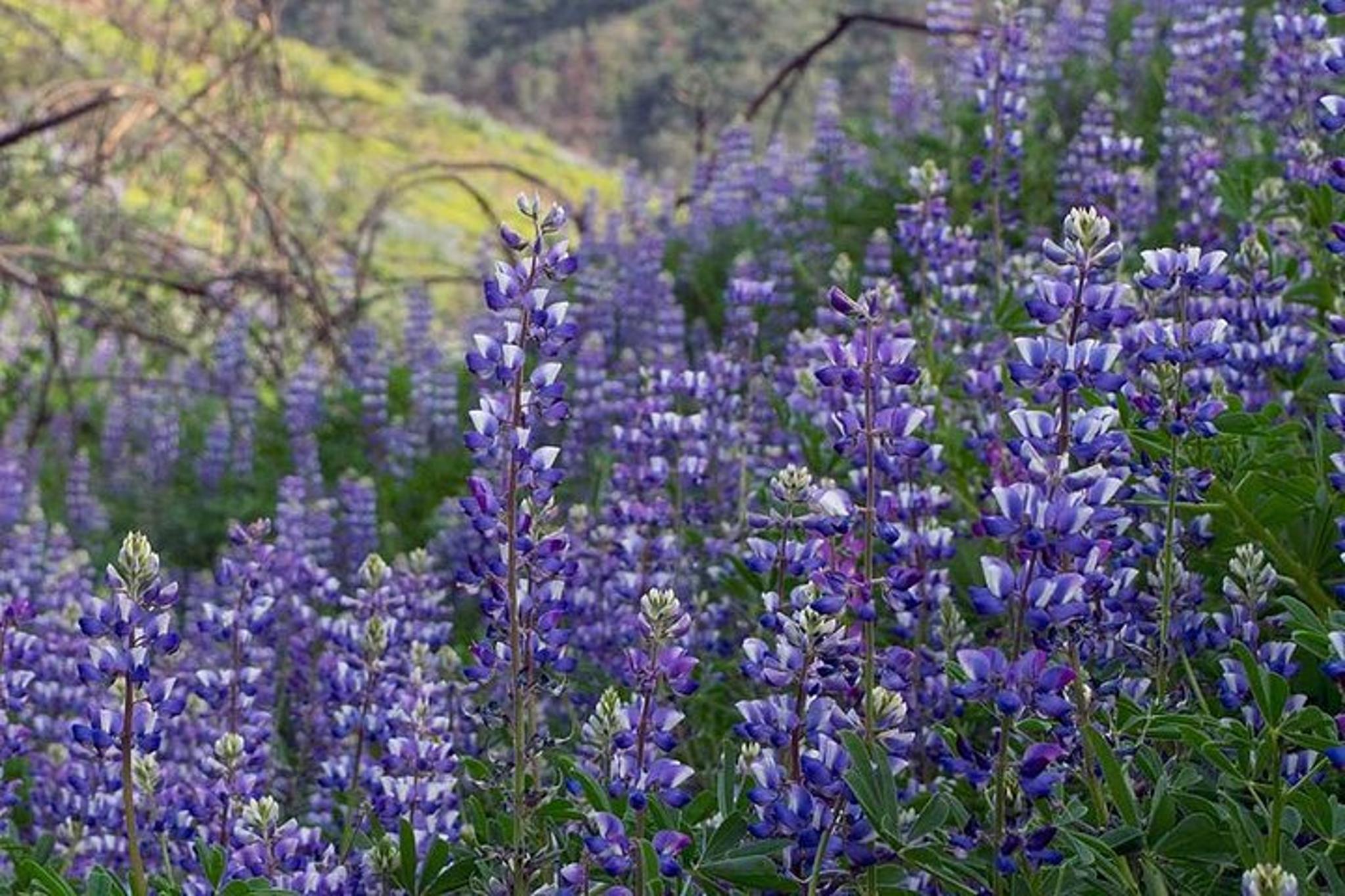Ojai Hiking and Biking Tour - Image 4