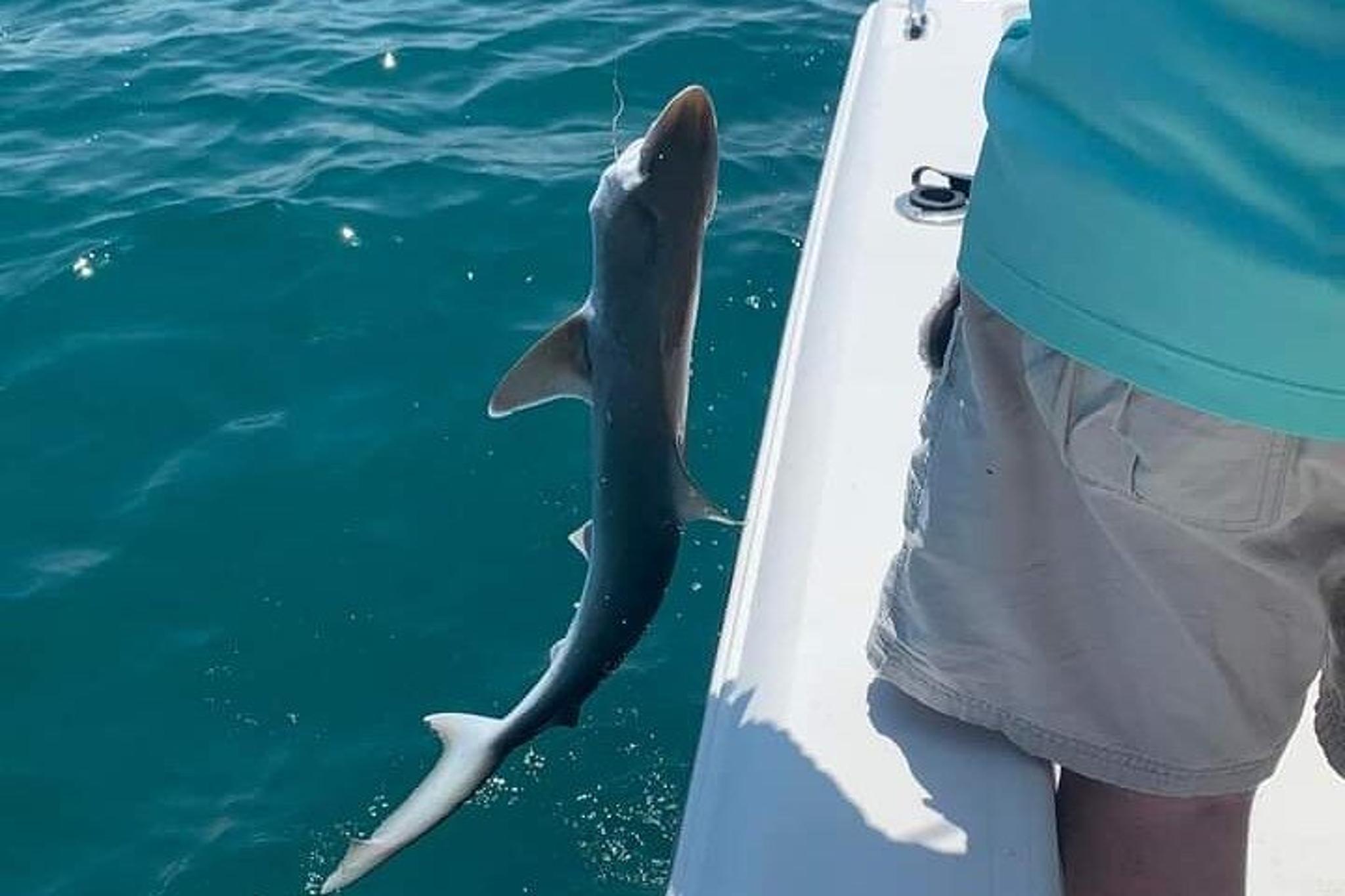 Sarasota Private Fishing Tour with Captain Bill 6 hr - Image 6