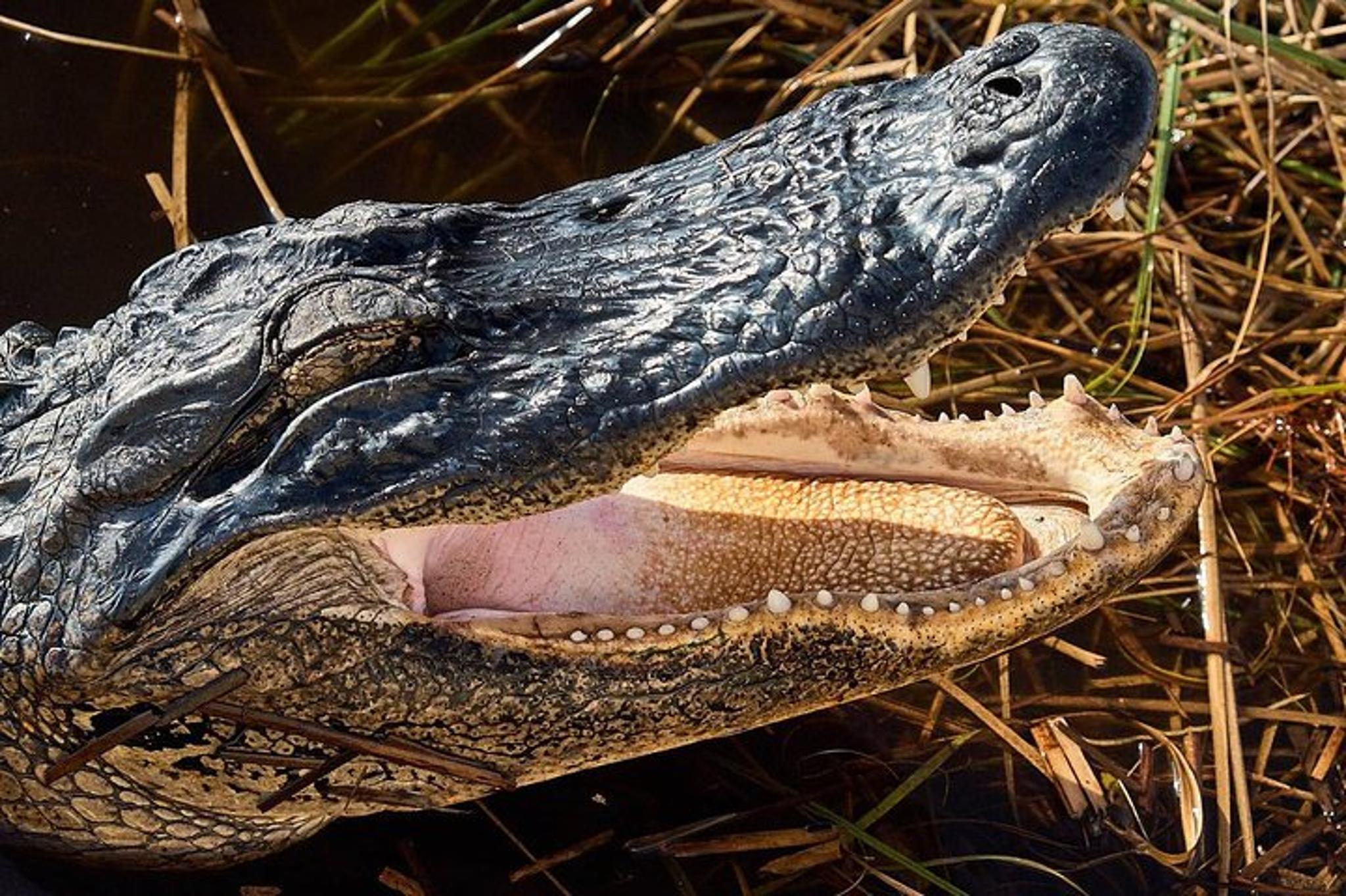 Miami Everglades National Park Airboat Tour - Image 4