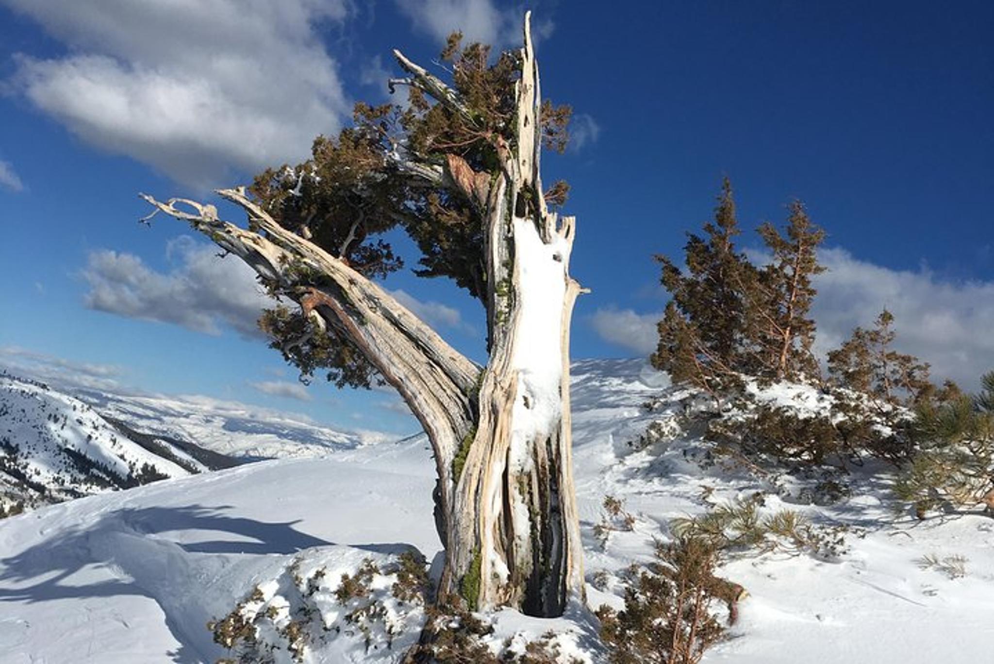 Reno Snowshoeing Nordic Adventure - Image 6