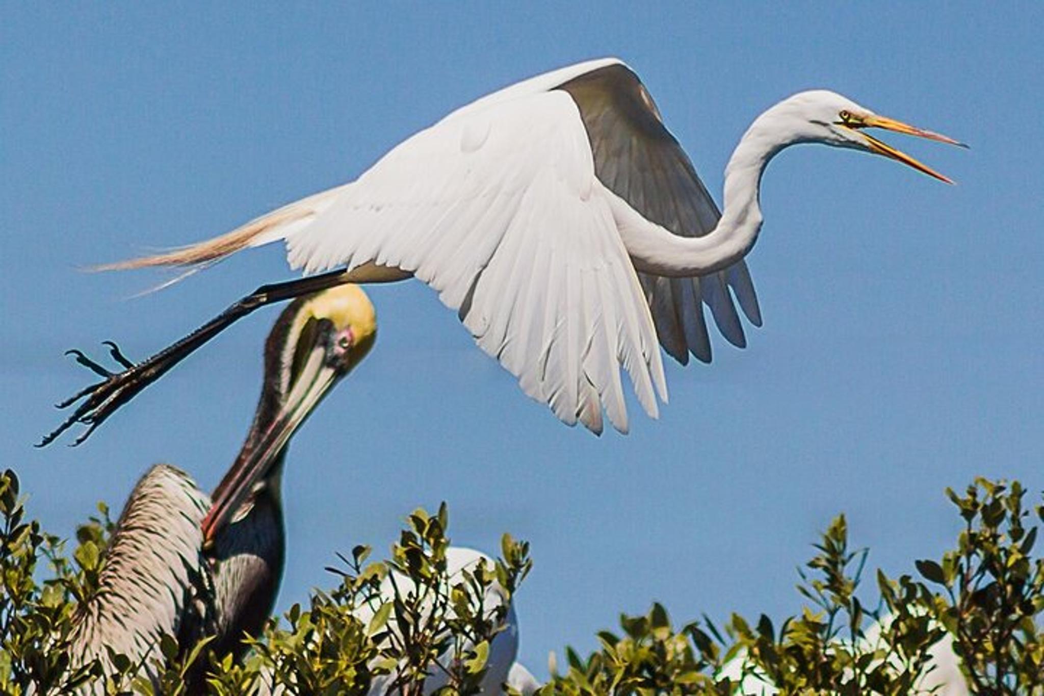 Indian River Lagoon Dolphin Boat Tour - Image 5
