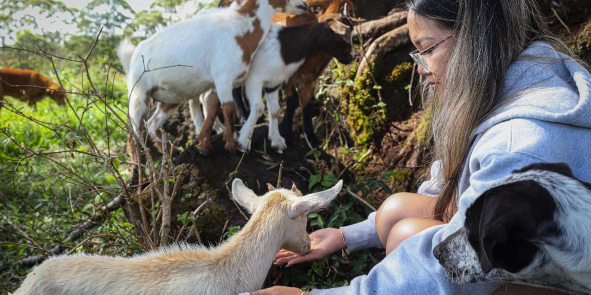 Big Island Baby Goat Experience - Image 2