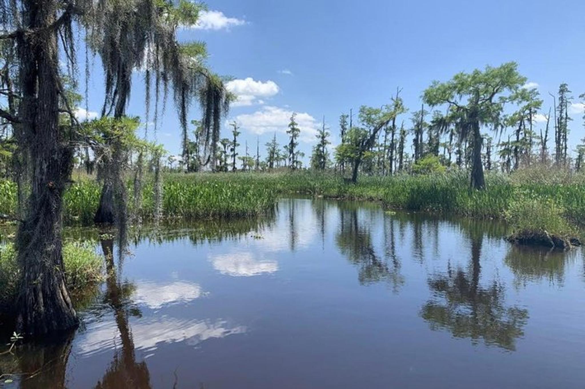 New Orleans Airboat Swamp Tour with Transport - Image 3