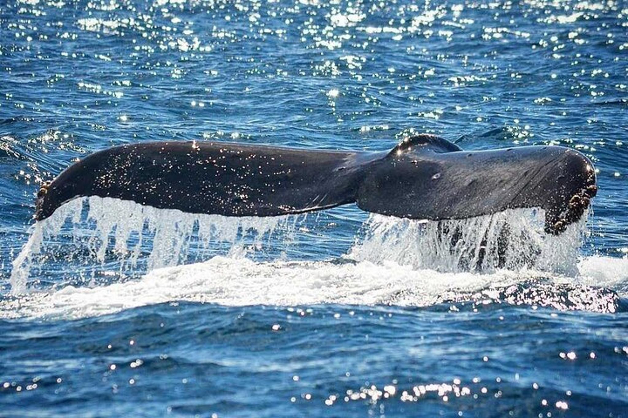 Kauai Raft Whale Watching Tour 2 hr - Image 3