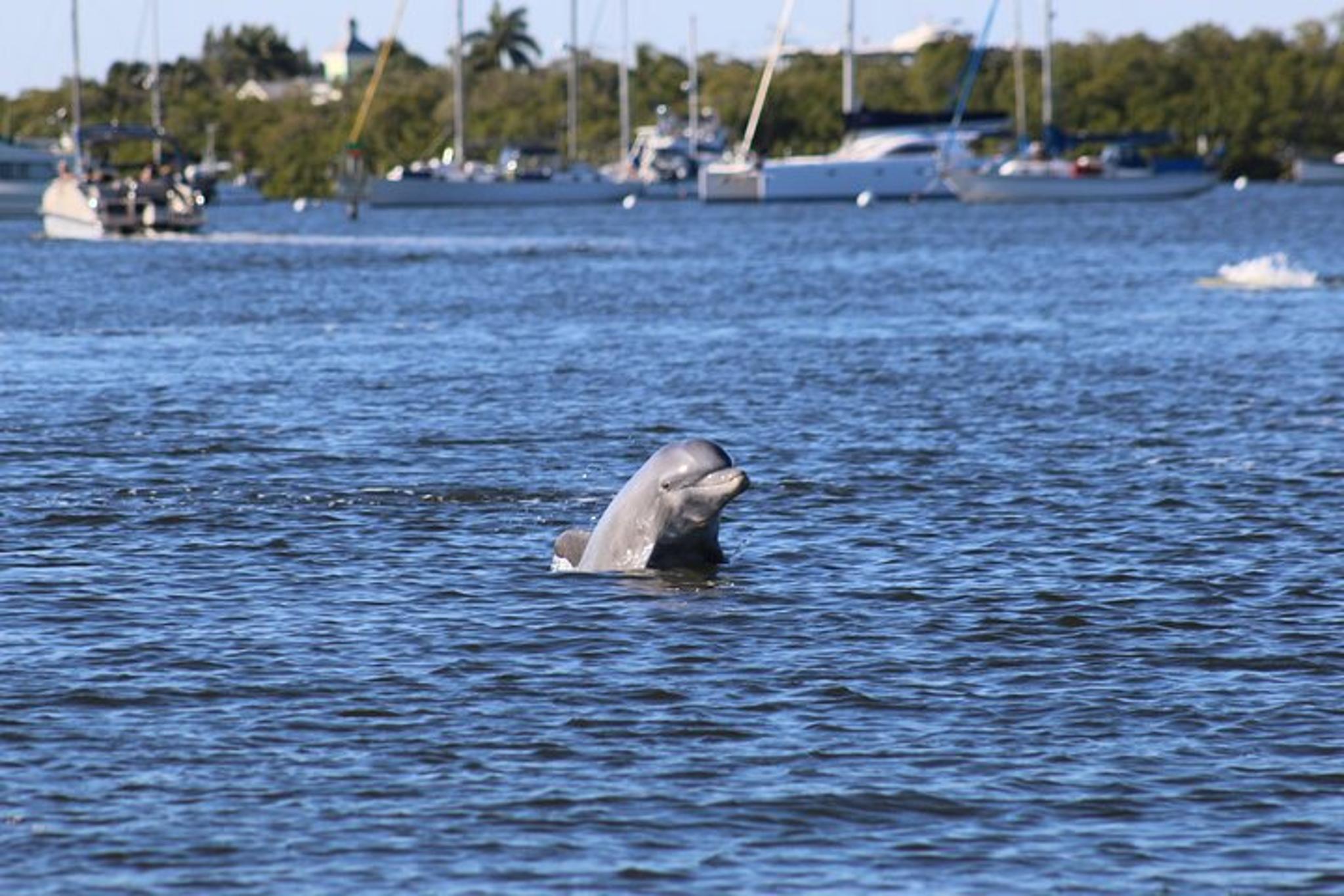 Fort Myers Beach Dolphin Cruise with Sanibel Lighthouse Views - Image 5