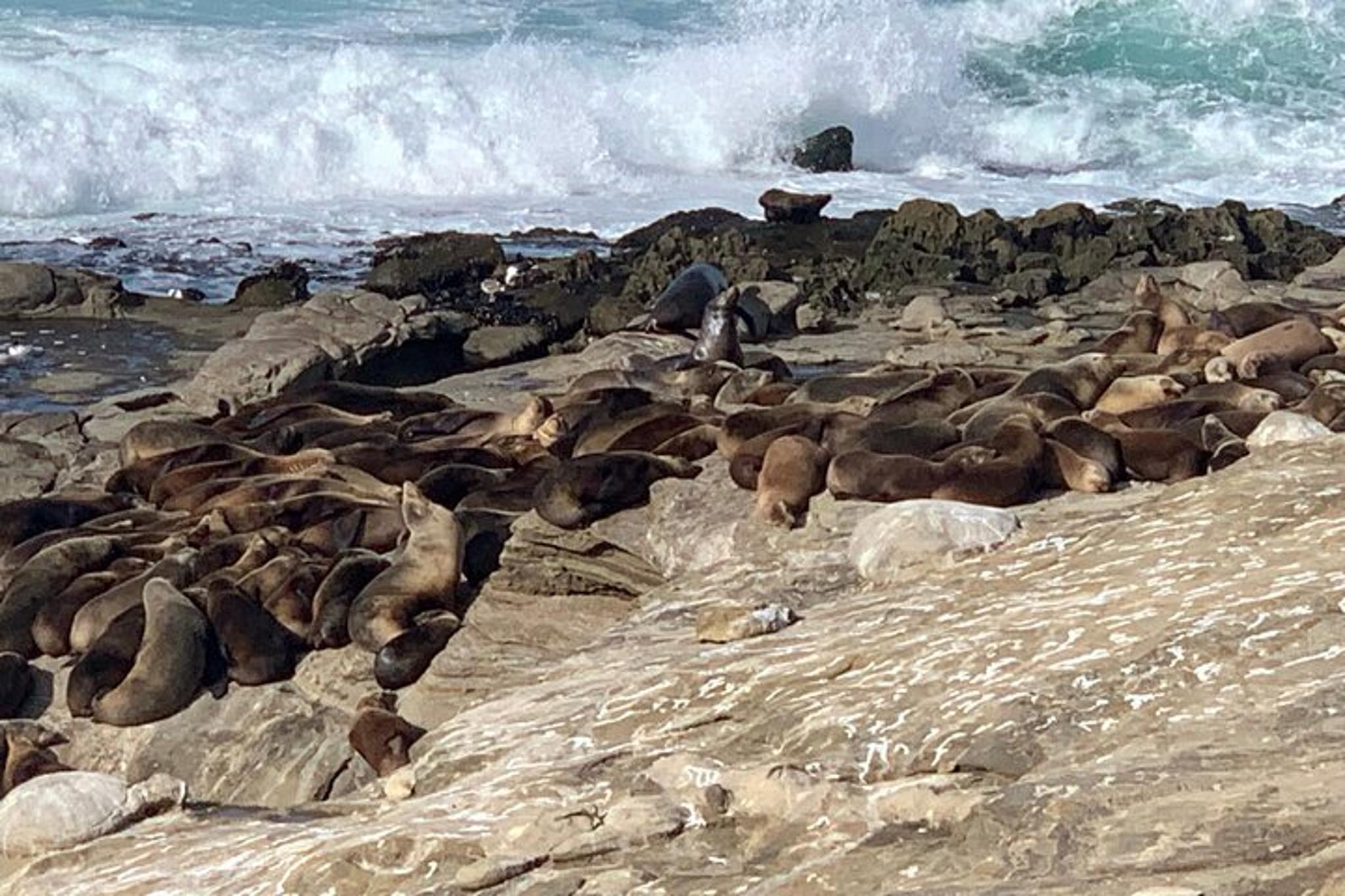 La Jolla Scavenger Hunt Adventure