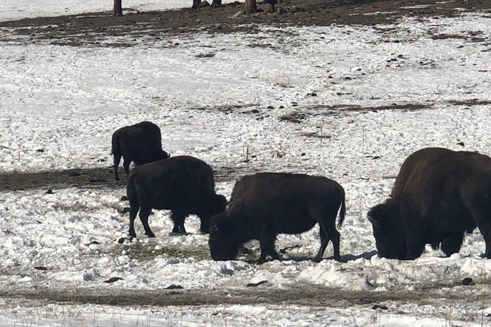 Denver Red Rocks and Mount Evans Private Tour - Image 6